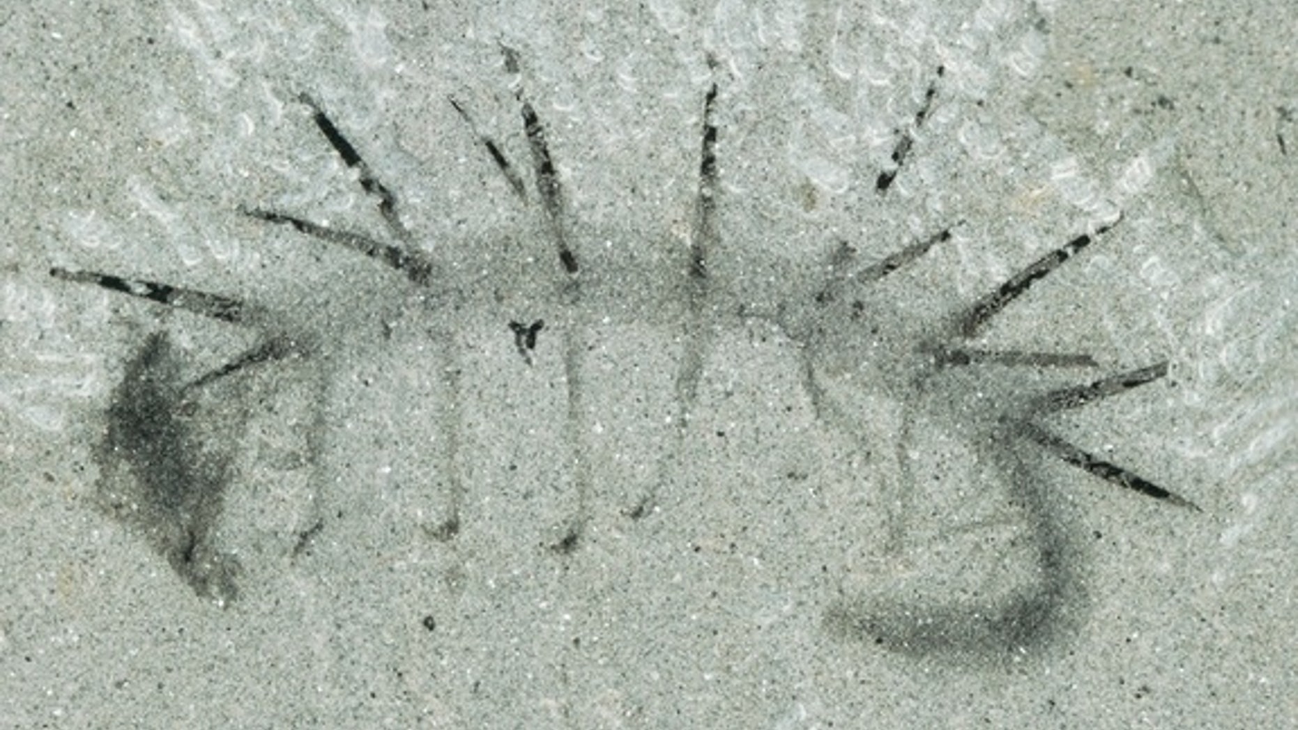 The fossil of the bizarre-looking worm <em>Hallucigenia sparsa</em> that lived some 505 million years ago during the Cambrian explosion.