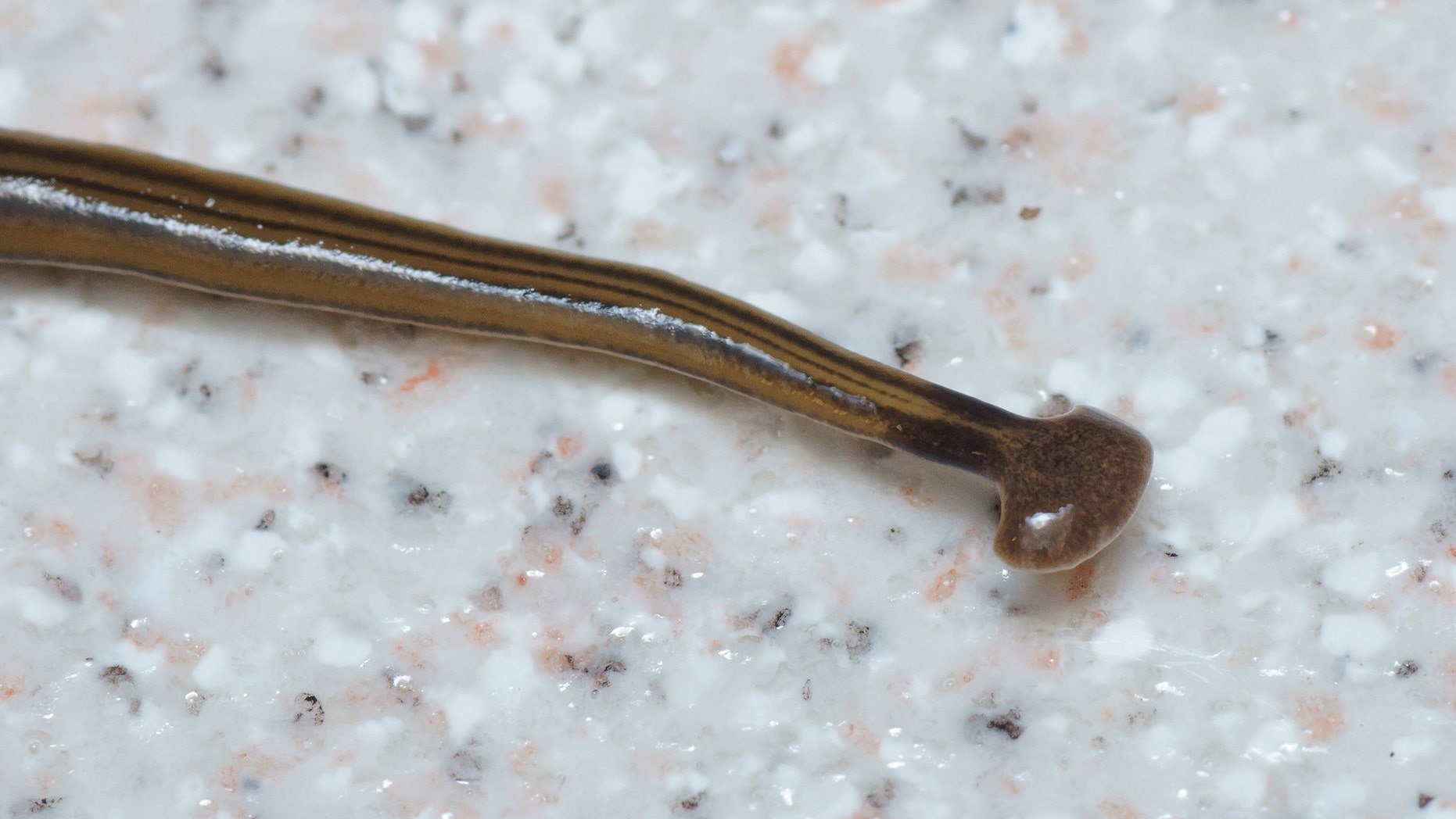 The expanded headplate, transverse black band (‘collar’) at the neck, and the median, paired lateral, and marginal dorsolateral dark longitudinal stripes are evident. Note that the median dorsal stripe does not pass onto the headplate. (Photo by Pierre Gros)