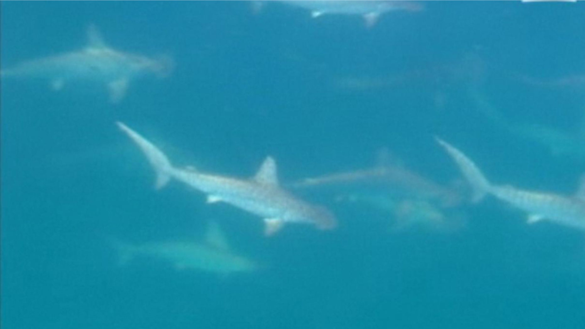A screen capture of the rare hammerhead shark mating ritual, caught on camera by an Australian news team.