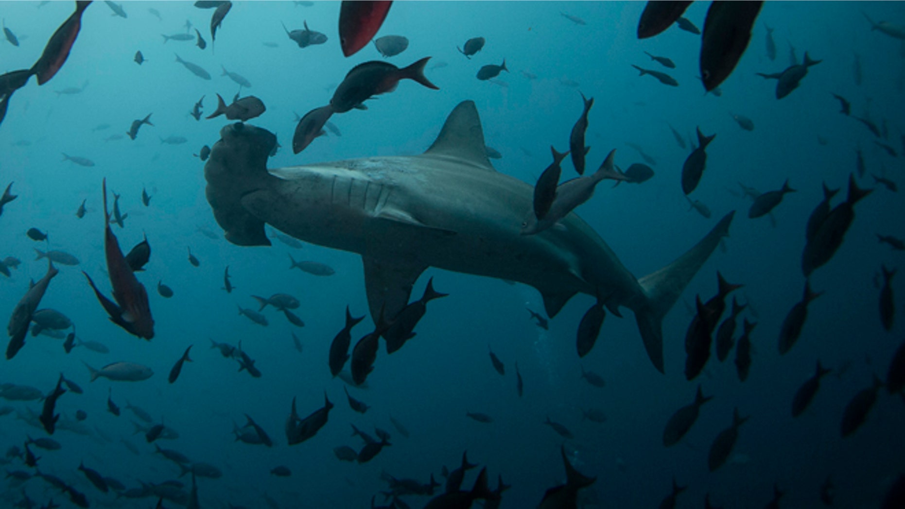 FILE: A hammerhead shark was caught off the coast of Florida and the fishermen delivered about 20 pups.