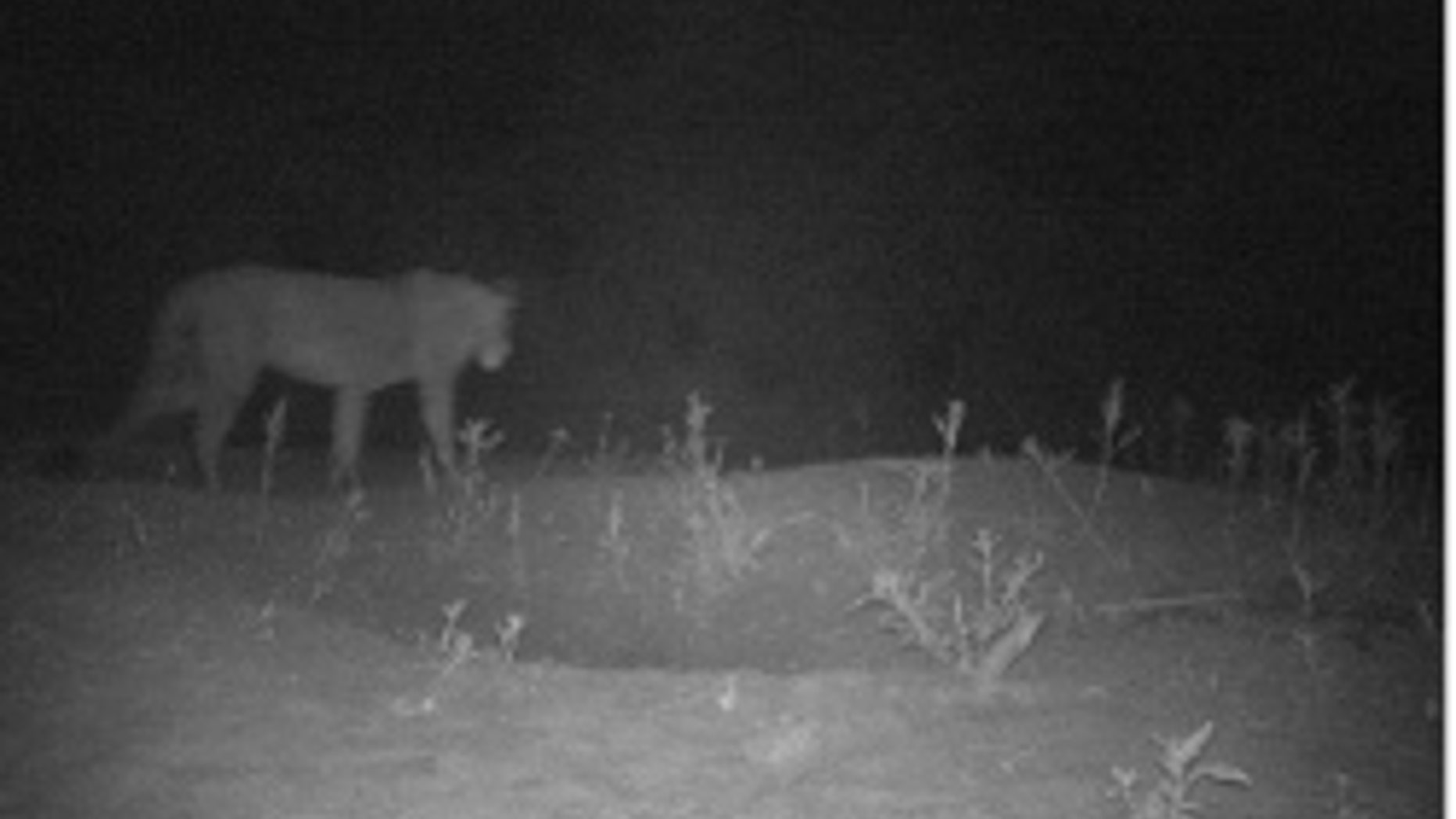 A population of African lions has been found in Ethiopia. (Born Free Foundation)