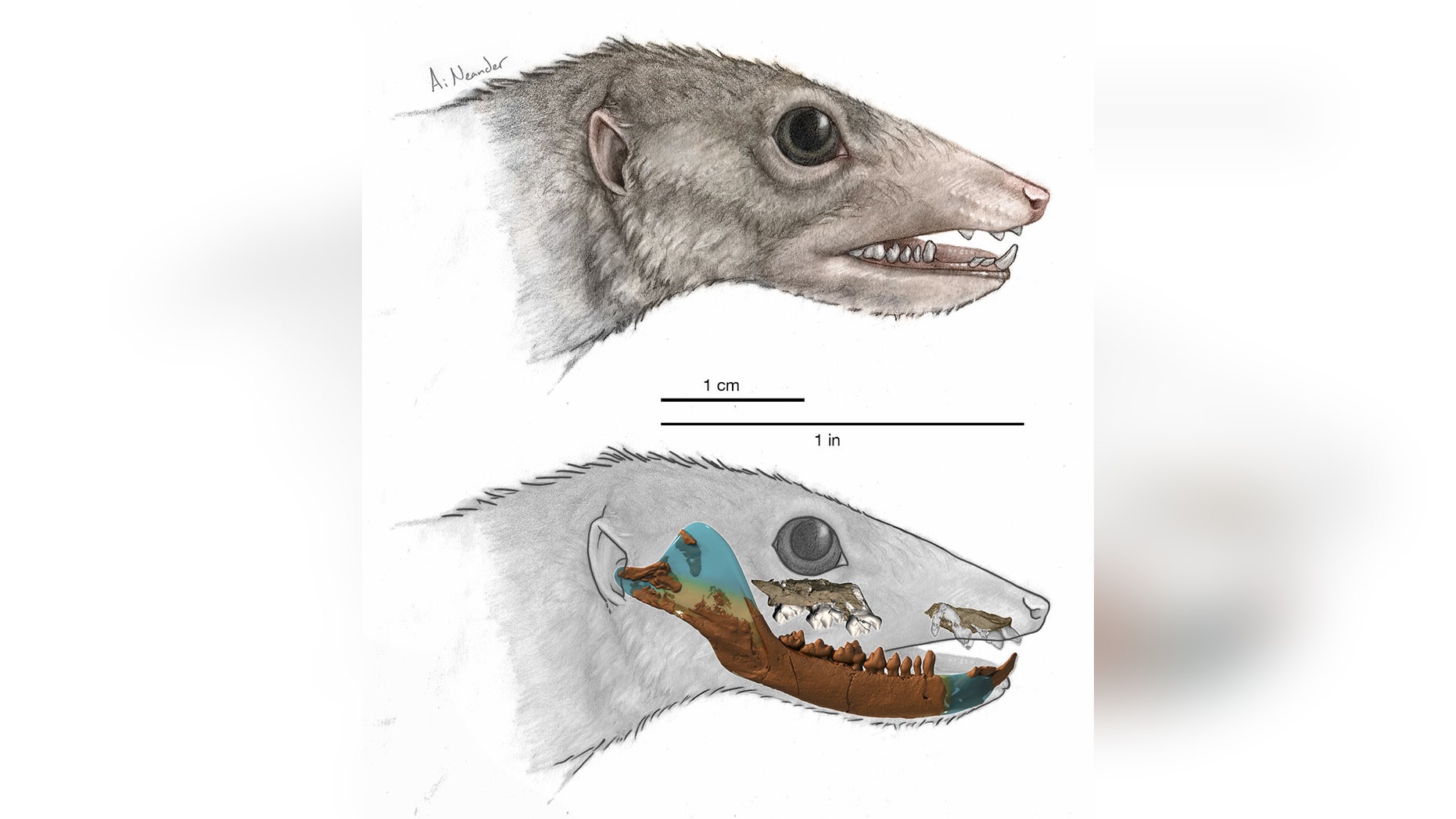 An illustration of Haramiyavia, the earliest known proto-mammal, whose identity is based on a reconstruction of its 210-million-year-old fossil jaw (superimposed on bottom illustration). (April Neander)