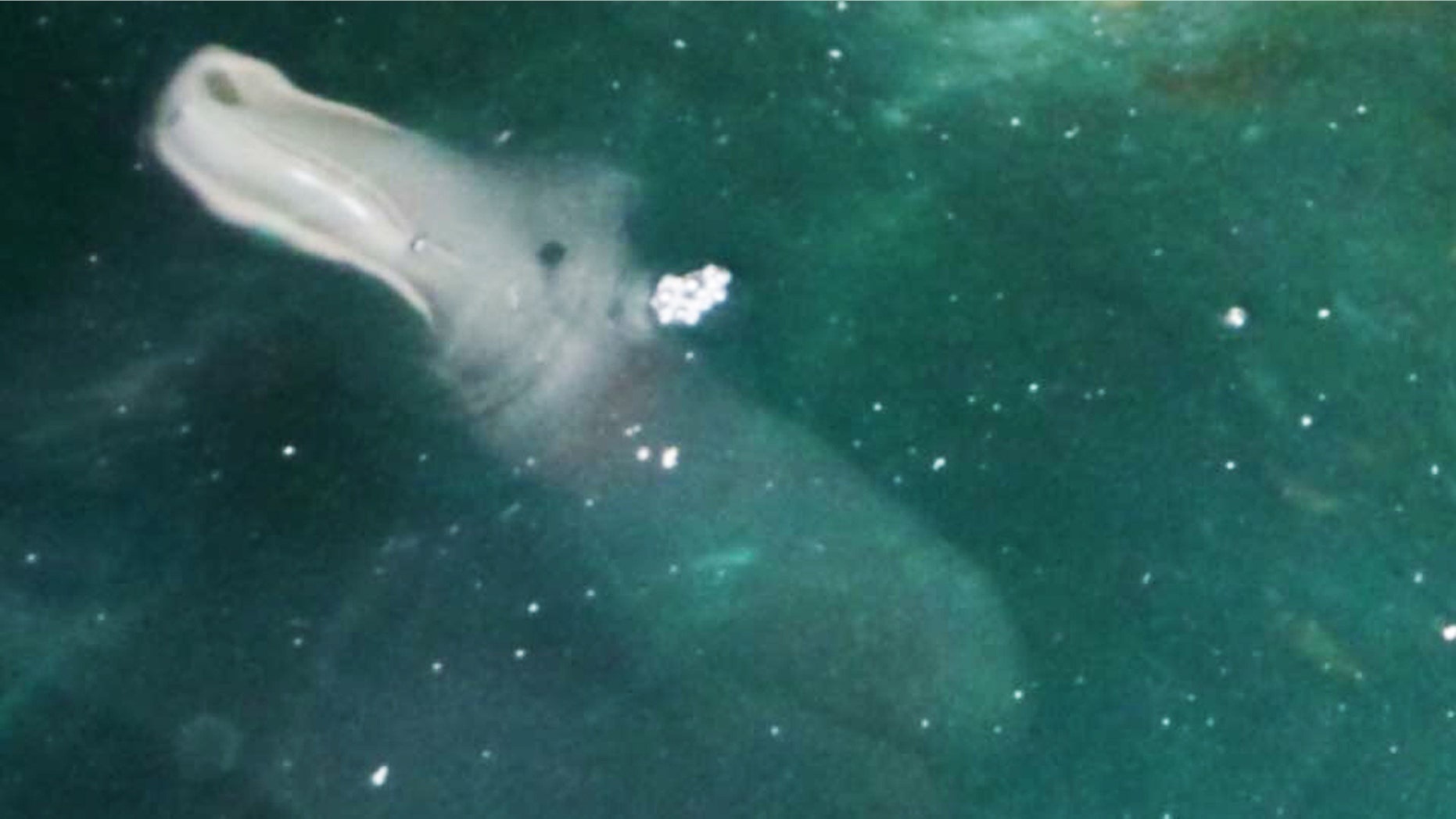 A strange looking creature was photographed swimming of Greece's west coast.