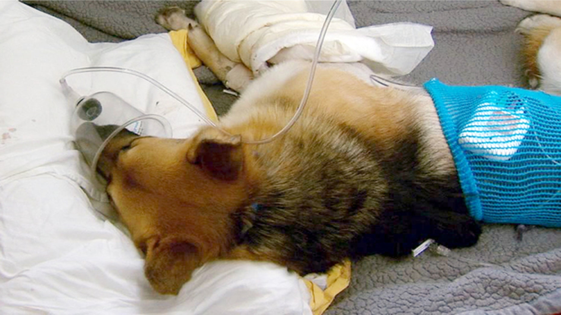 The hero dog in Florida named Haus.