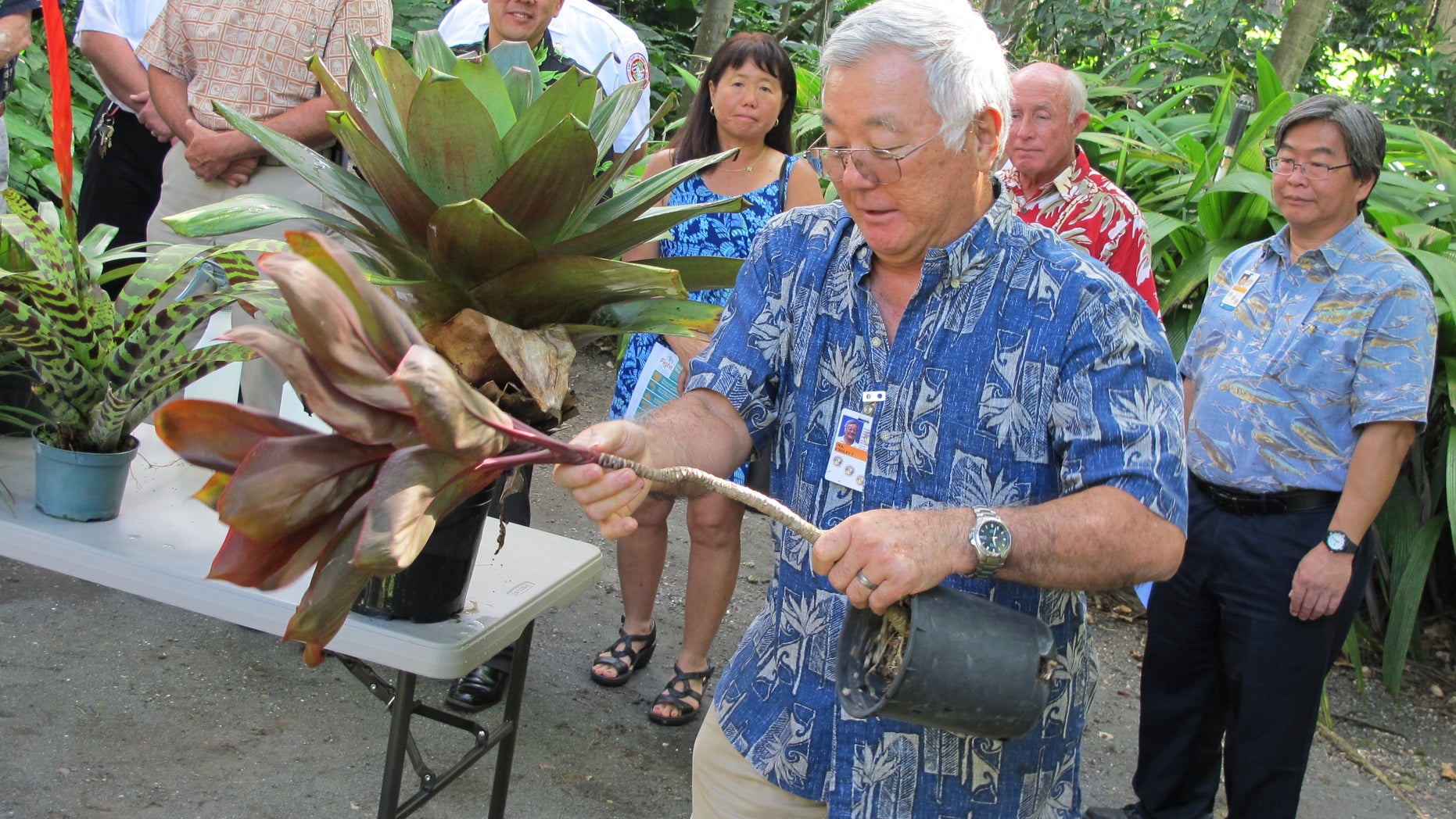 Stan Oka, urban forestry administrator for the Honolulu Department of Parks and Recreation, tips a potted ti plant to demonstrate how people should remove standing water from around their homes in Honolulu on Monday, Nov. 30, 2015. The number of people in Hawaii infected by dengue fever continued to rise, and officials asked the public to help limit the spread of the virus. (AP Photo/Cathy Bussewitz)