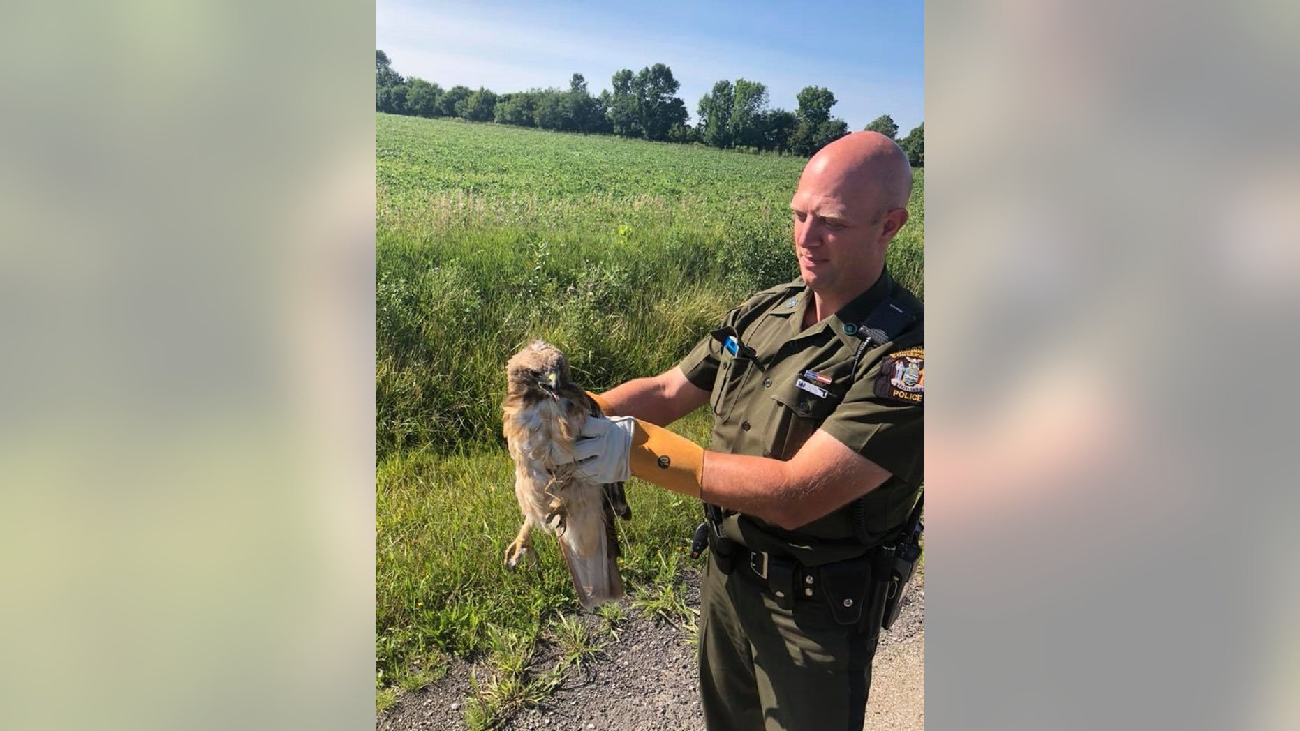 A red-tailed hawk was saved in upstate New York last week, authorities there say.