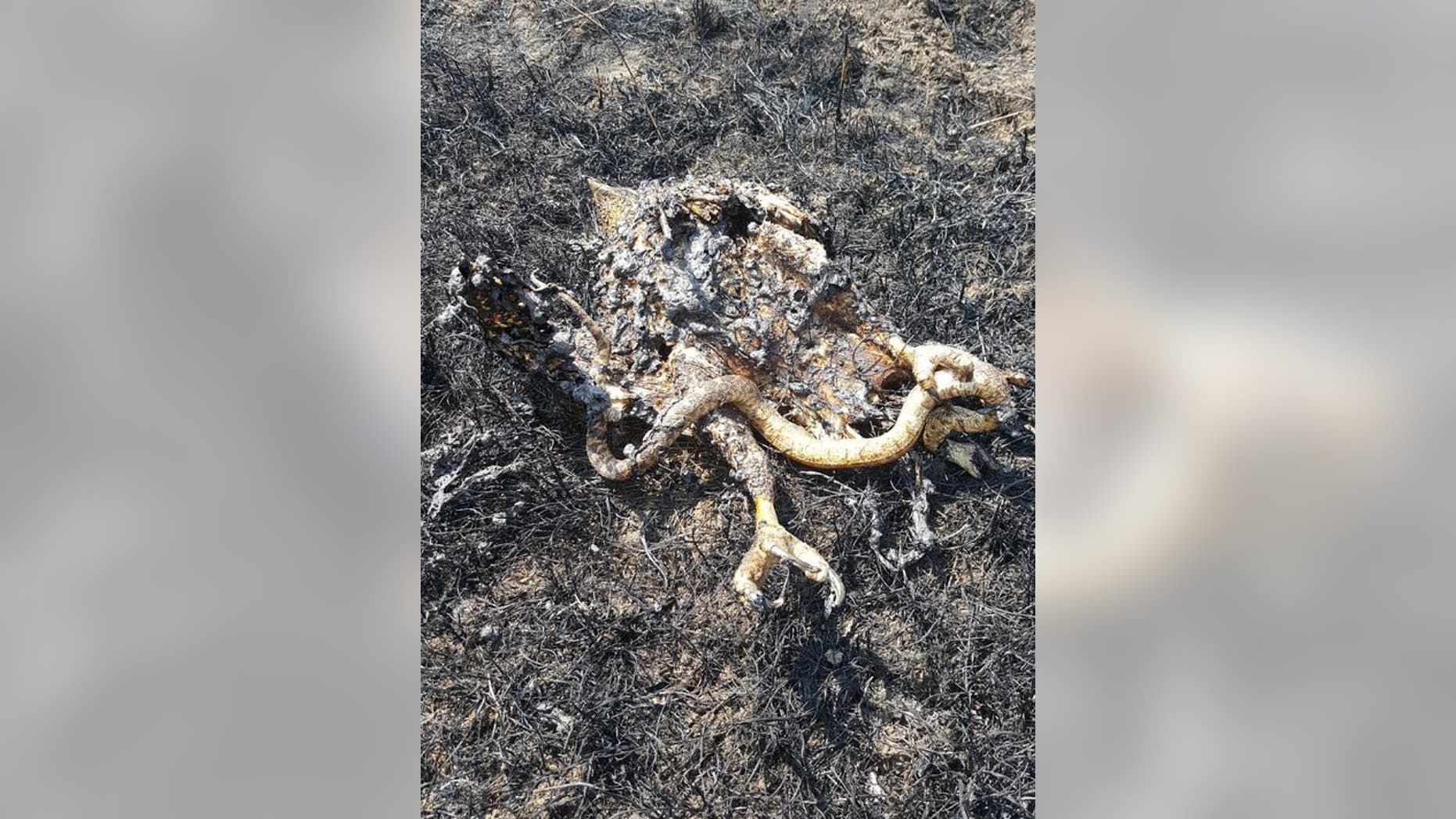 When a hawk flew down to grab a snake, they came into contact with electrical equipment, causing a brush fire in Black Eagle, Montana.