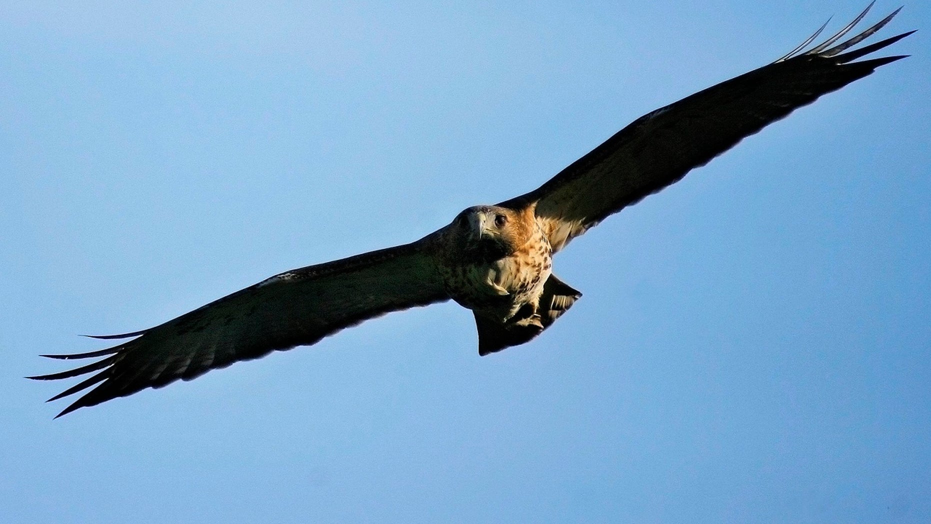 Police are warning residents in Fairfield, Connecticut to be on the lookout for aggressive hawks.