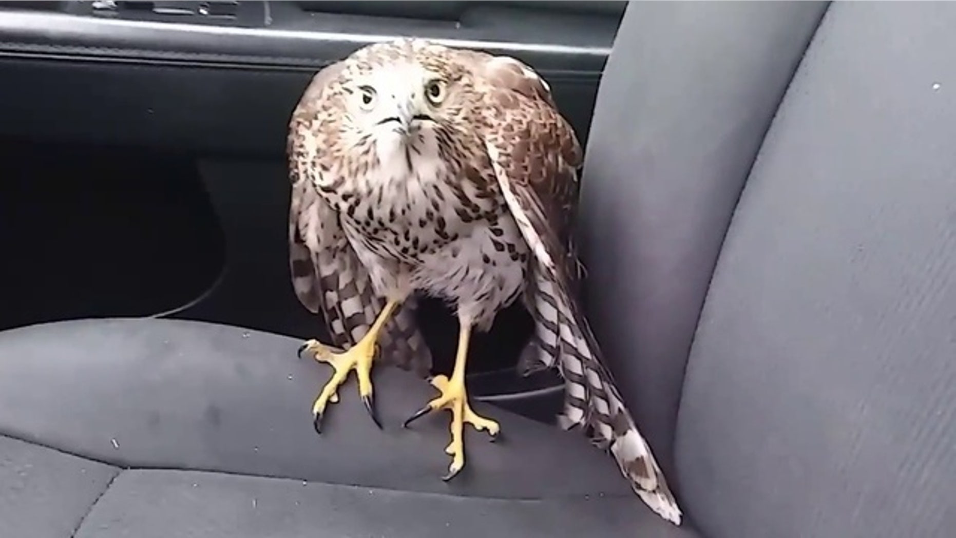 This image from video shows a hawk that flew into a Houston cab last month to seek shelter from Hurricane Harvey.