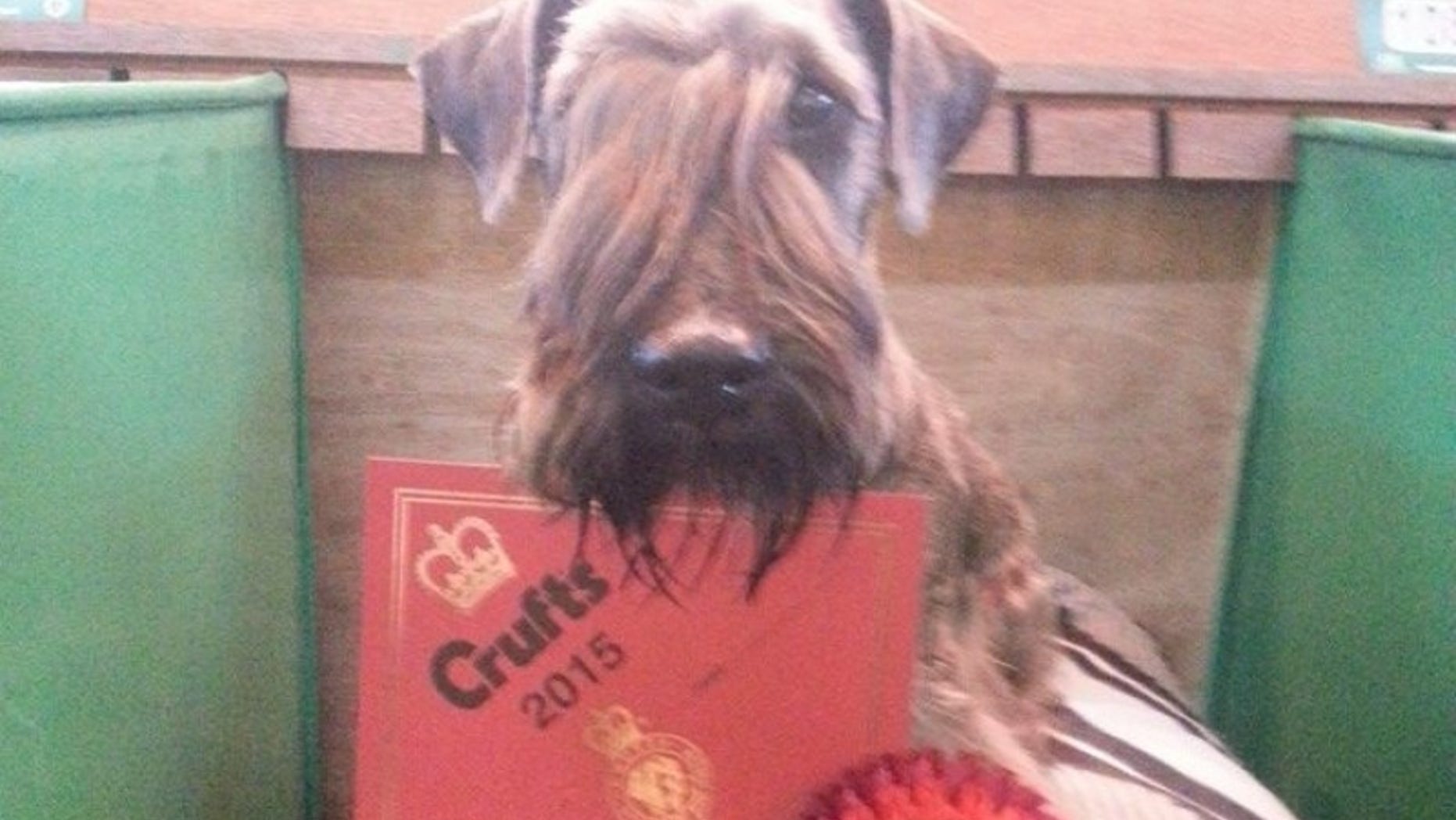 Hector, the 12-year-old Cesky Terrier.