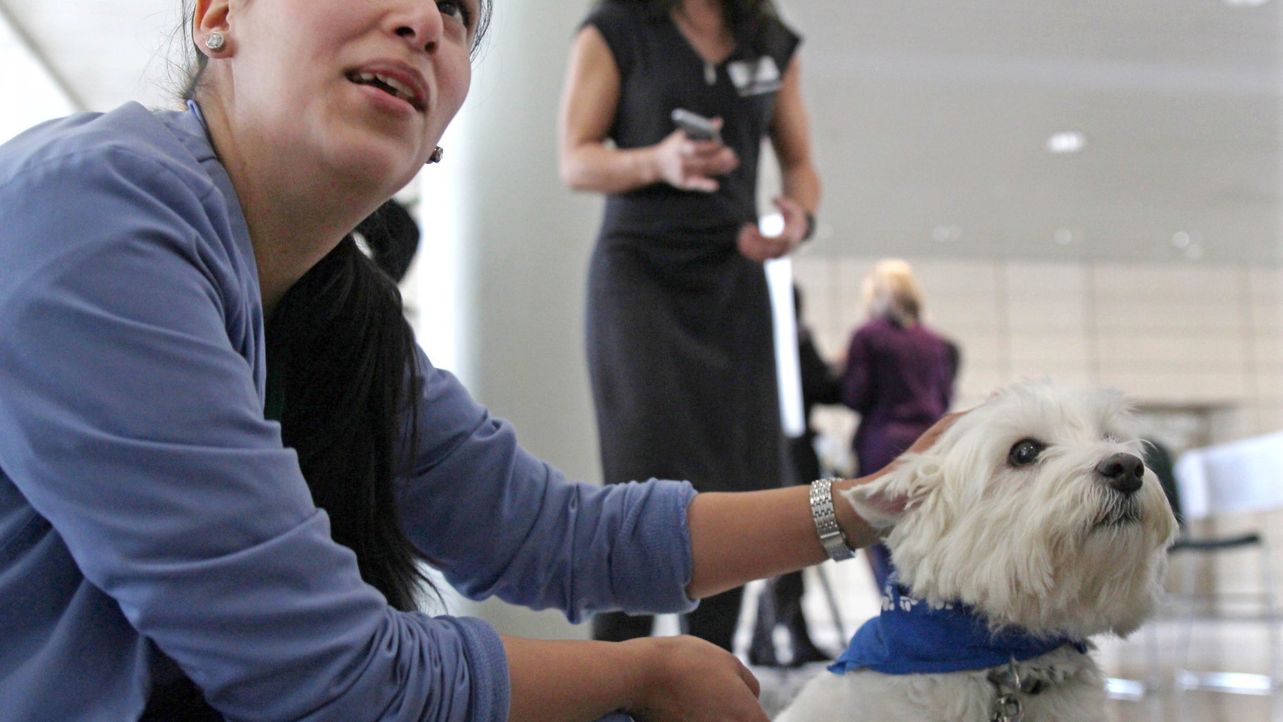 In this Feb. 18, 2016 photo, medical assistant Eloise Olmos pets Dallis the Westie at Rush University Medical Center in Chicago. The medical center has offered monthly sessions animal therapy for over a year as an employee health and satisfaction program, using dogs from a local shelter and an animal therapy group. Recently, Rush nurses launched a study to see if the program has tangible effects on employee stress and morale. (AP Photo/Carrie Antlfinger)