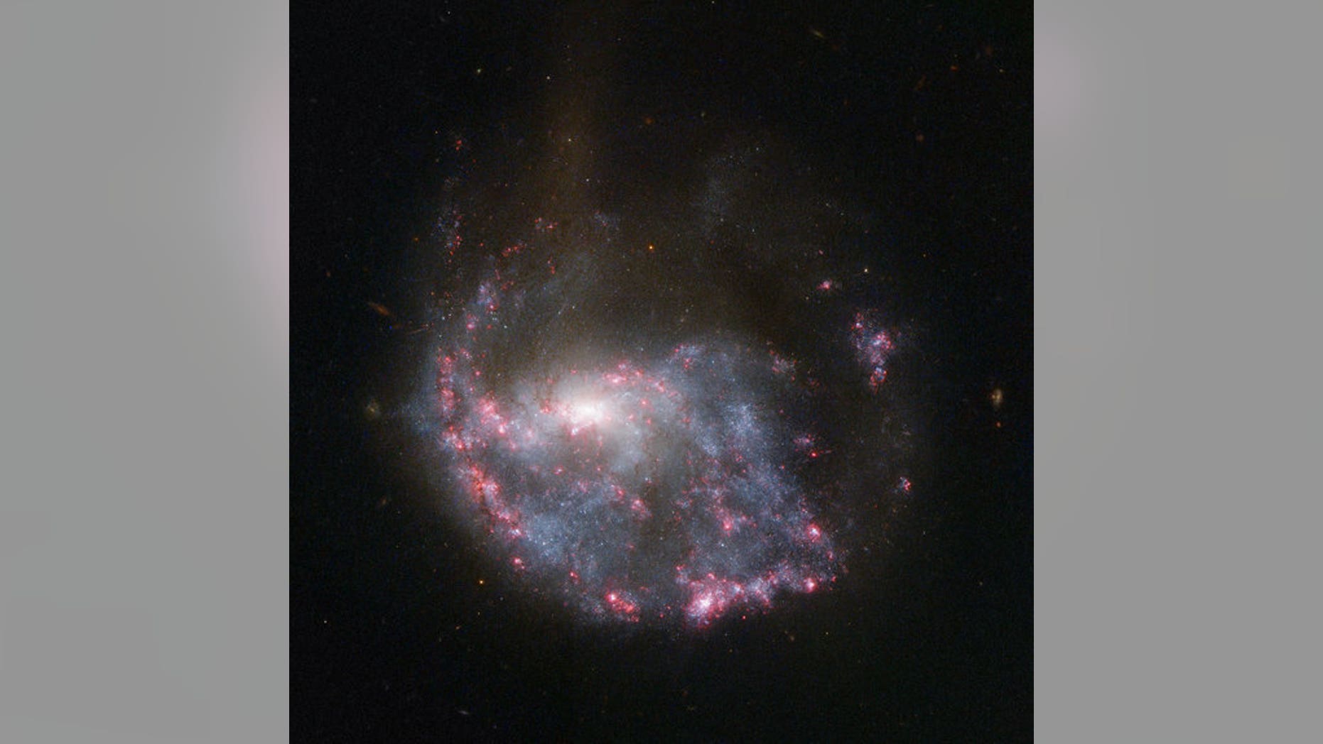 An almost complete circle of bright pink nebulas skirts around a spiral galaxy in this NASA/ESA Hubble Space Telescope image of NGC 922.