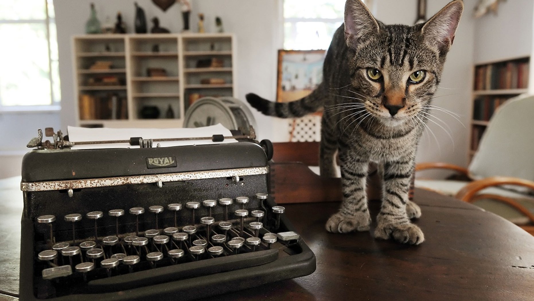 Six-toed cats that wander the Hemingway Home and Museum, many of which are descendants of Hemingway's beloved polydactyl feline friends.