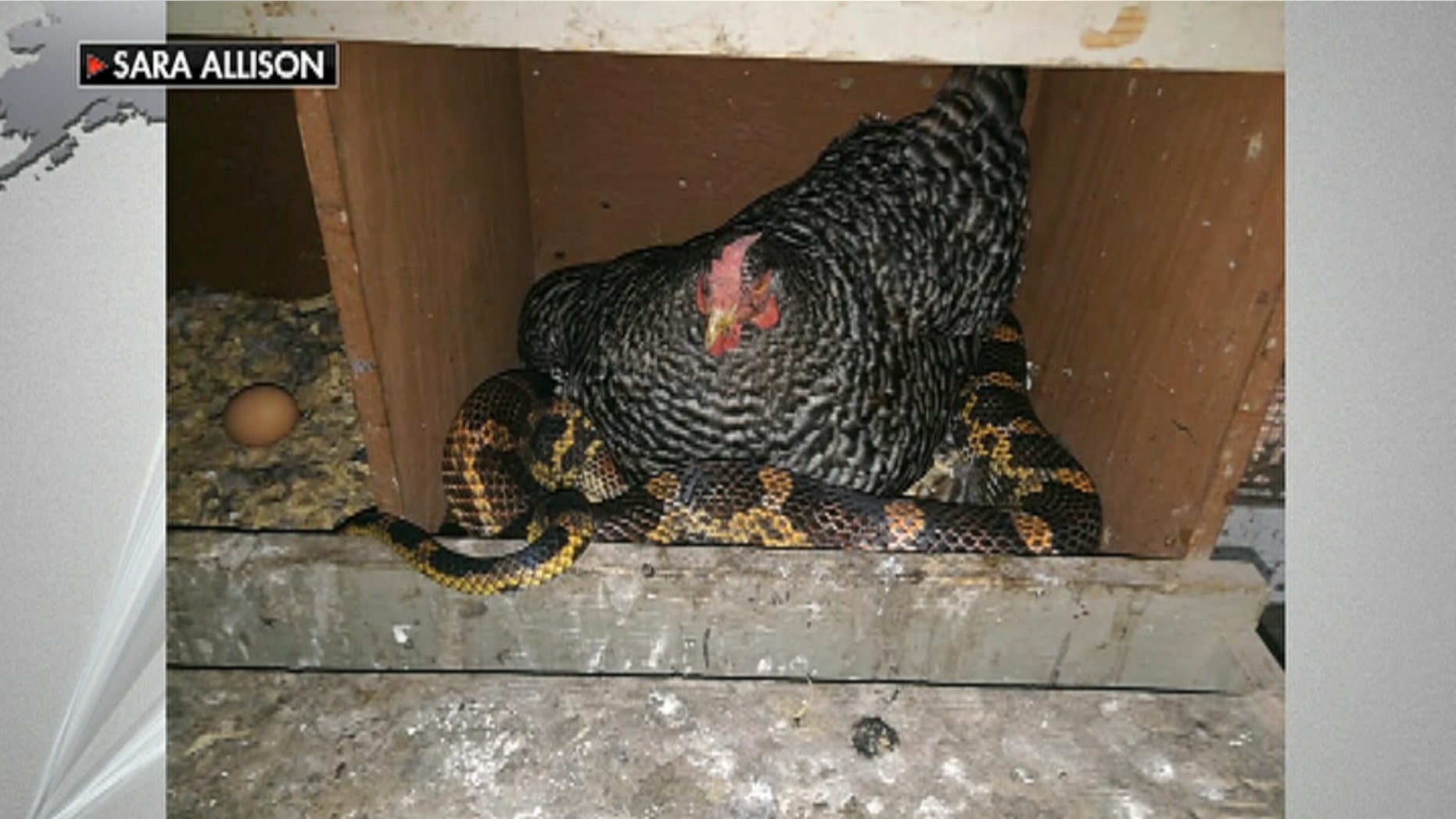 A hen in Texas appeared to be unfazed despite the large snake underneath her.