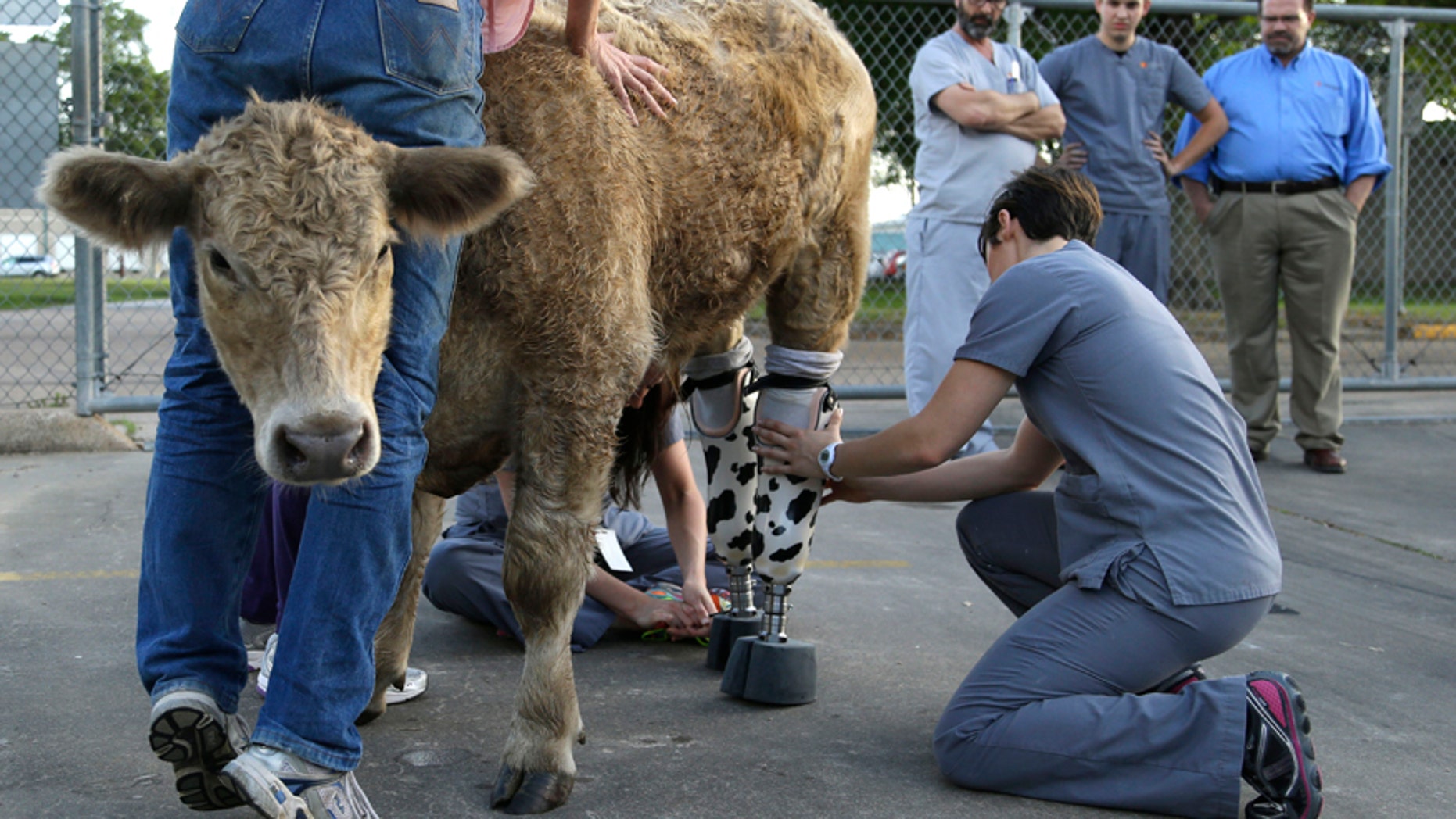 Hero is fitted with new prosthetic legs Wednesday, May 21, 2014, in Houston.
