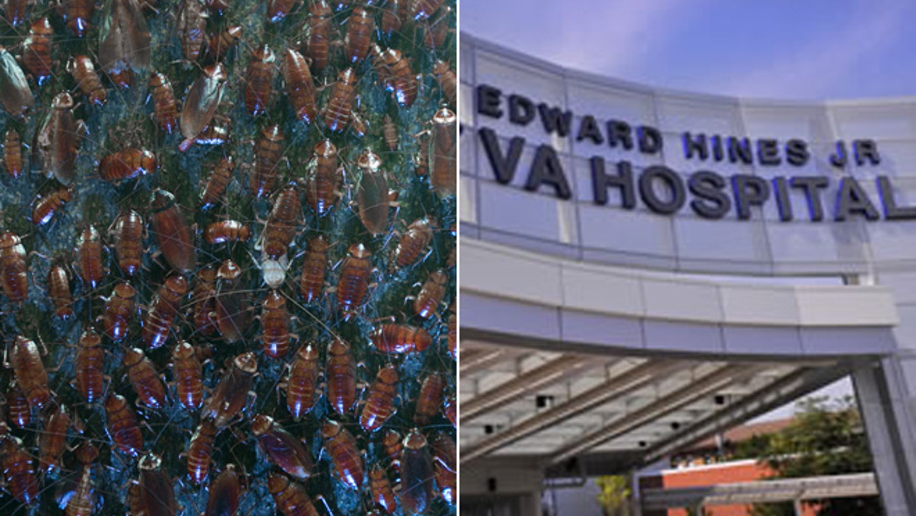 At left, American cockroaches in a Brussels laboratory; at right, Edward Hines Jr. VA Hospital