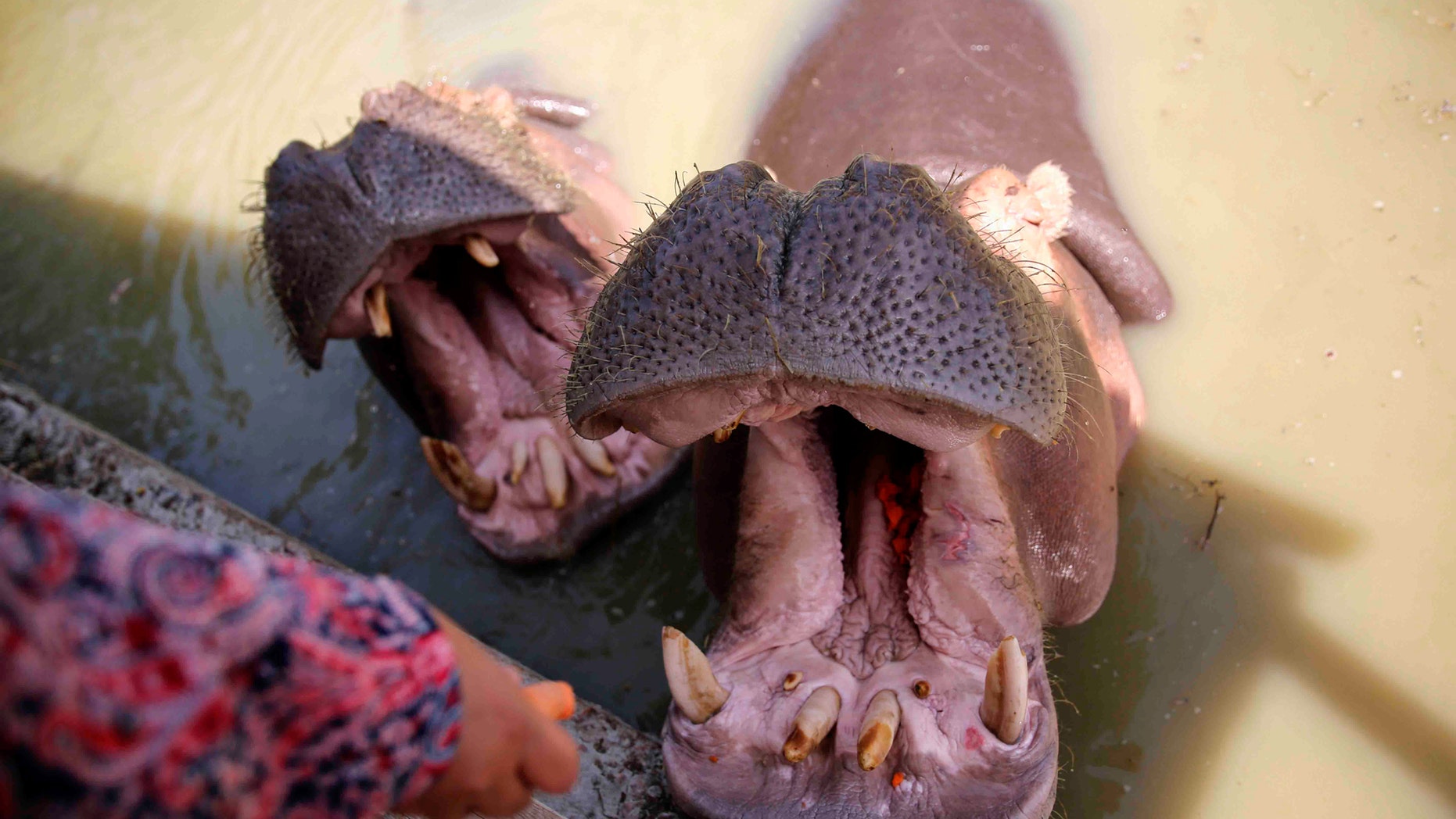 File photo: A female hippopotamus named "Gamila" which means Beauty, eats carrots with male named "Hanfy" in a lake at the Africano animals park, along the Cairo-Alexandria desert road, Egypt June 7, 2017. (REUTERS/Amr Abdallah Dalsh)