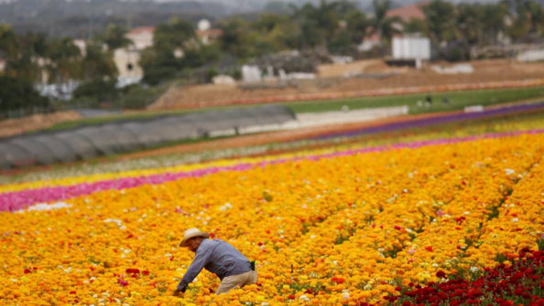 CARLSBAD, CA - APRIL 28: A Hispanic farmworker harvests Ranunculus bulbs at the Flower Fields April 28, 2006 in Carlsbad, California. The debate in Washington continues over whether to create a temporary guest-worker program for immigrants wishing to find work in the United States. (Photo by Sandy Huffaker/Getty Images)