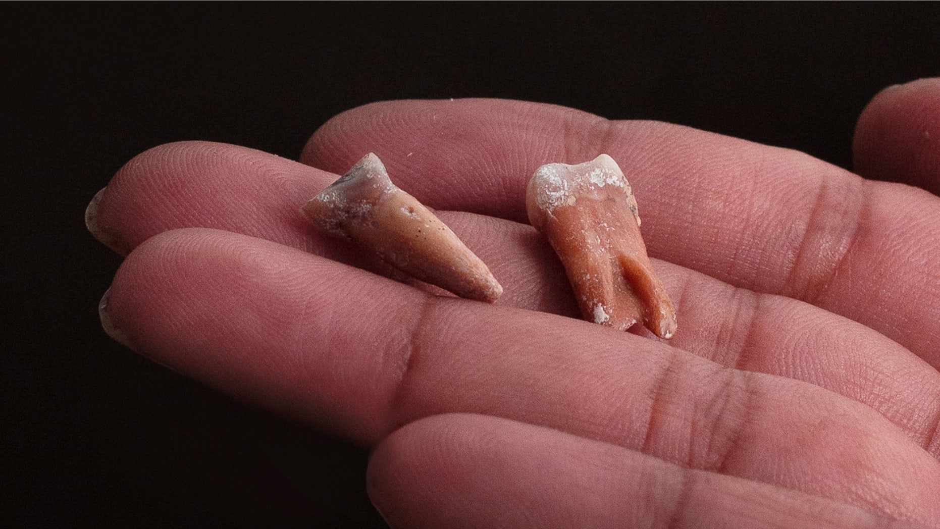 This 2016 picture provided by Kinez Riza shows teeth which scientists say are about 700,000 years old, from either from Homo floresiensis or a related species