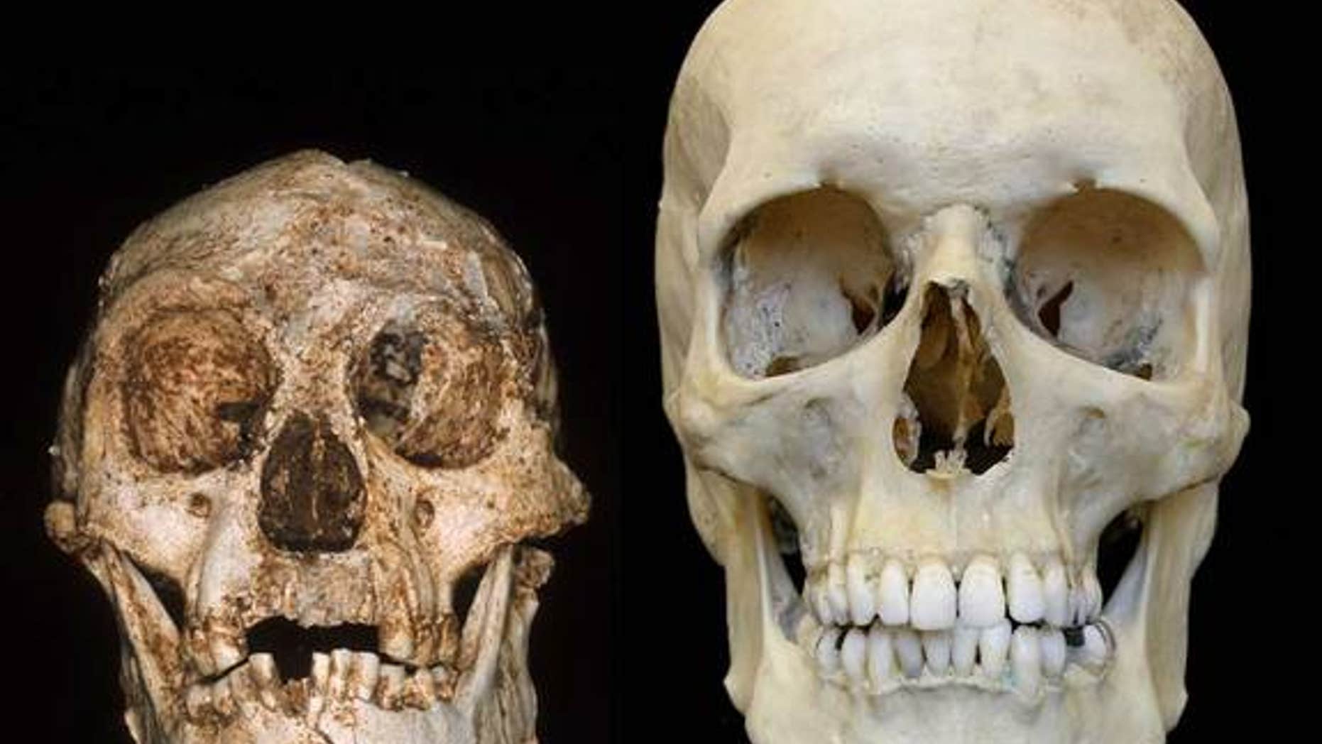Endocasts of the skulls of a hobbit (left) and a modern human (right). Research by Dean Falk of Florida State University and colleagues has suggested features of the hobbit's skull more closely resembled that of a normal human than a microcepha