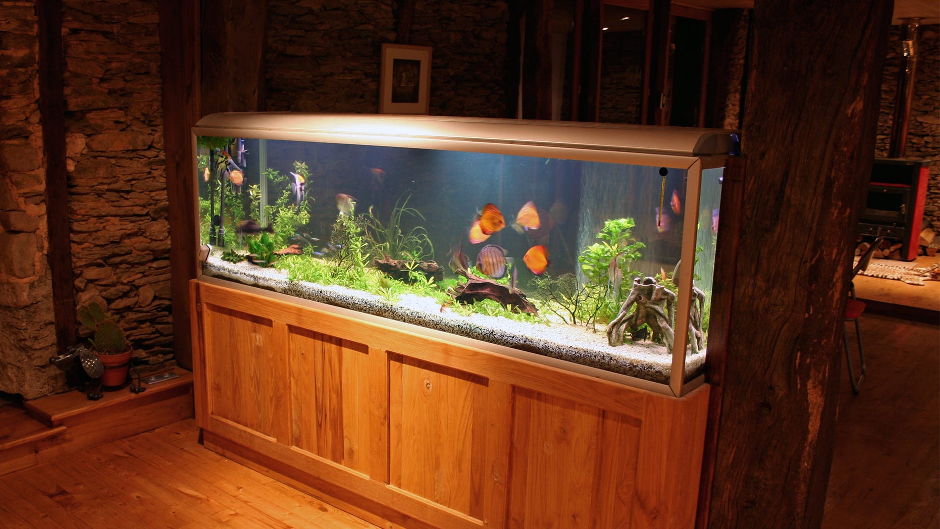 home-aquarium