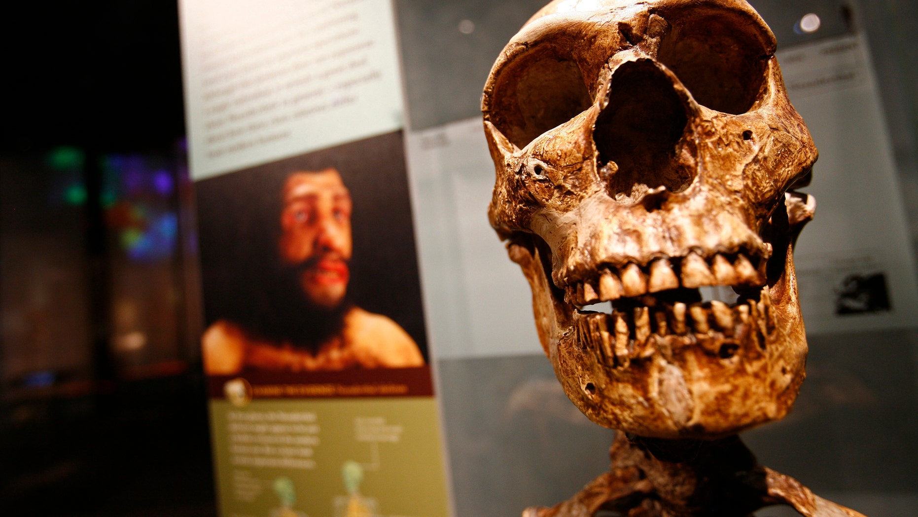 File photo: Skeletal remains from the Anne and Bernard Spitzer Hall of Human Origins at the American Museum of Natural History, a permanent exhibition hall that presents the remarkable history of human evolution from our earliest ancestors millions of years ago to modern Homo sapiens, are seen in New York,February 7, 2007. (REUTERS/Shannon Stapleton)