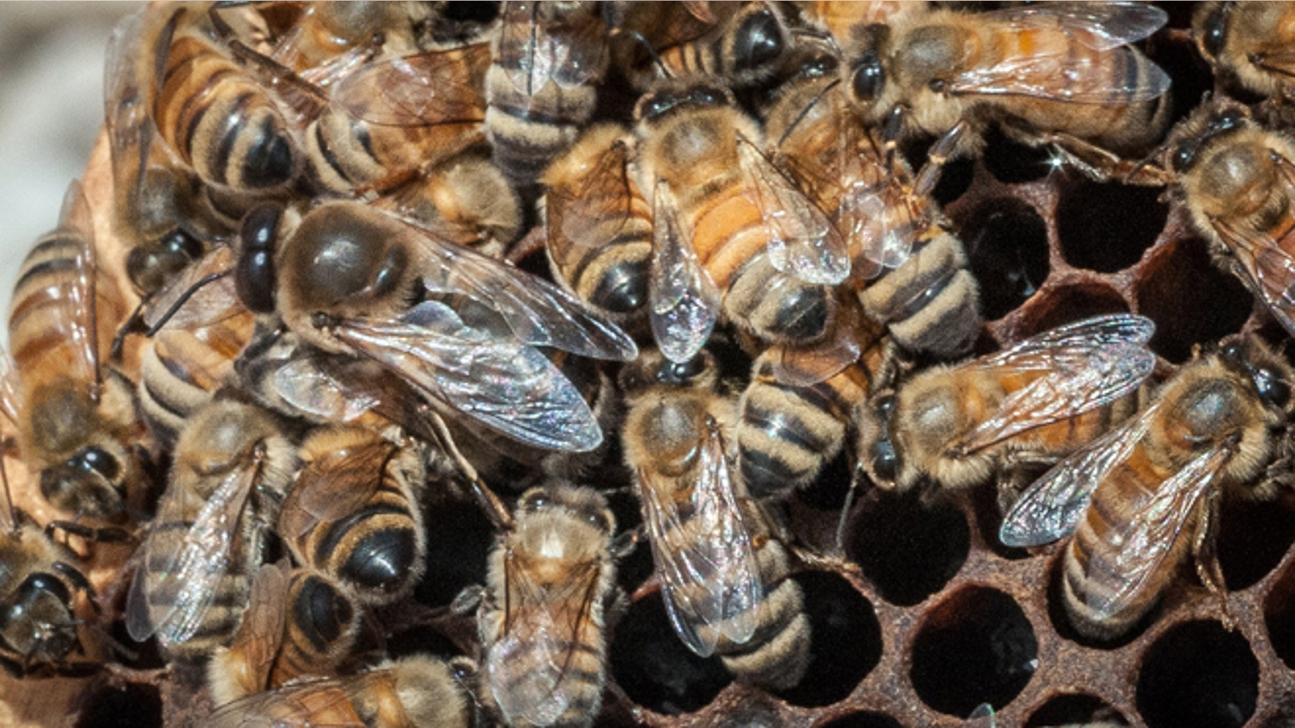 May 22, 2013: In this photo provided by the U.S. Department of Agriculture, a queen Italian honeybee, the large bee just left of center, is surrounded on an apiary nest in Washington, D.C. The USDA hopes to help honeybees by providing $3 million to farmers and ranchers in five states to improve their pastures. It turns out that dairy cows and bees like many of the same plants.