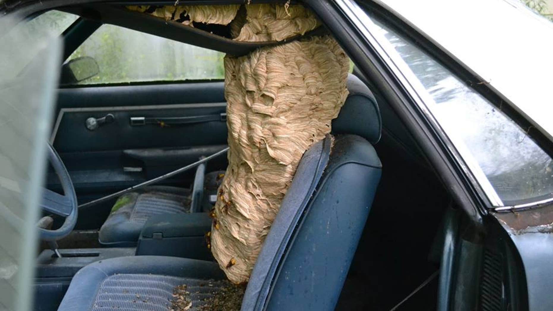 Watson said that had he not removed the nest, it would have gotten bigger.