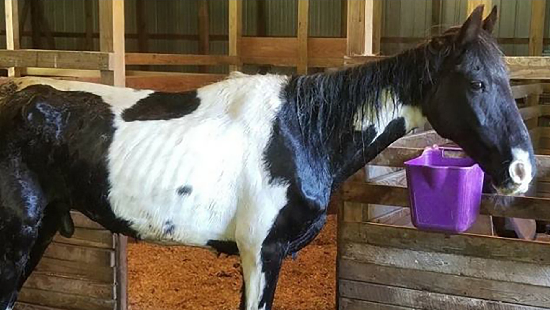 An emaciated horse (pictured) was found along with two horse carcasses on private property in Indiana, police said.