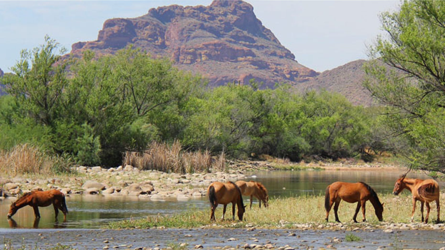 This undated image shows horses grazing in Arizona. (Salt River Wild Horse Management Group)