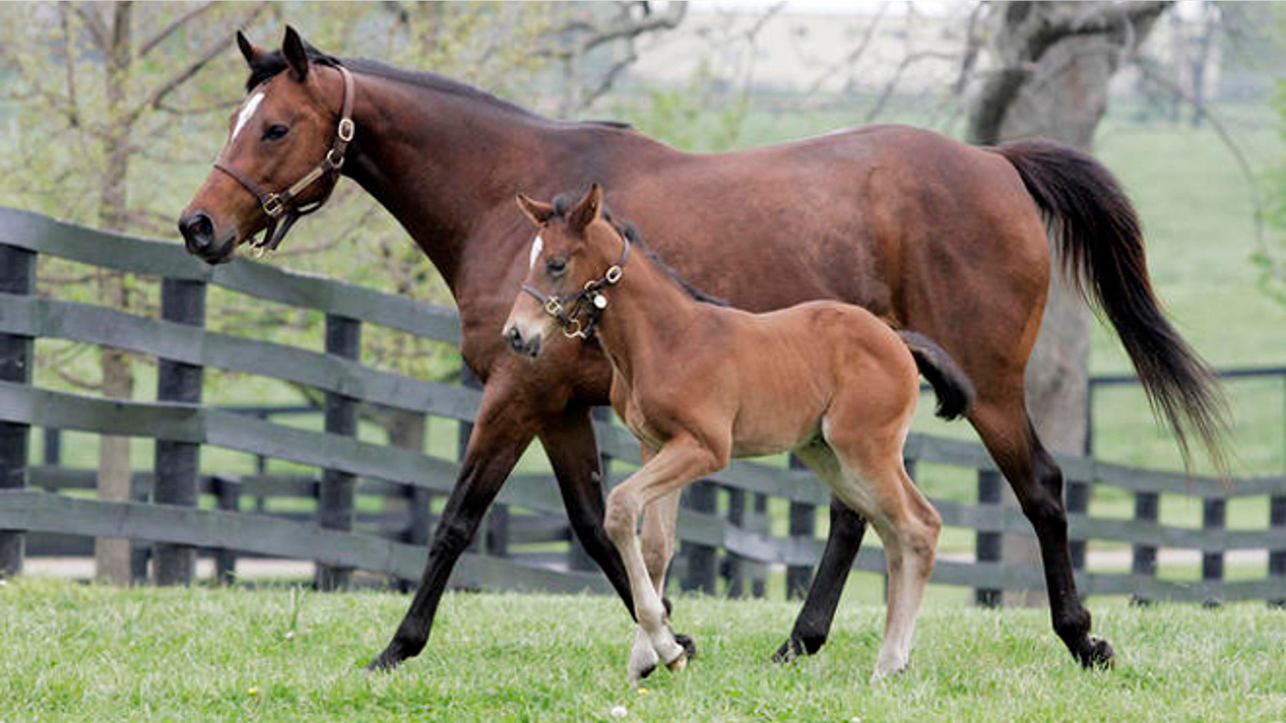 La Ville Rouge and her foal run in a paddock at Mill Ridge farm near Lexington, Ky., Wednesday, May 2, 2007. The foal is a two-week-old full brother to last year's Kentucky Derby winner Barbaro. (AP Photo/James Crisp)
