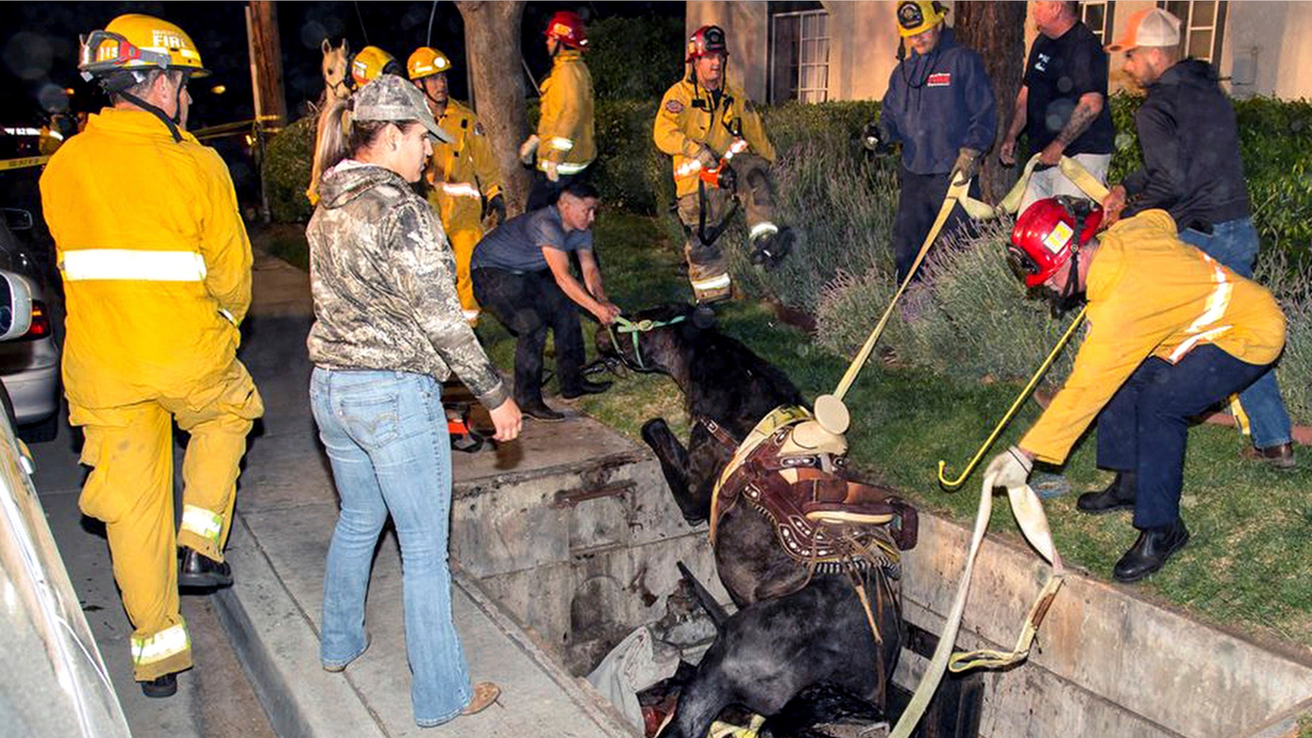 This Saturday, April 1, 2017 photo provided by Bob Markin shows Riverside Fire Department firefighters help rescue a horse from a hole in the ground in Riverside, Calif.
