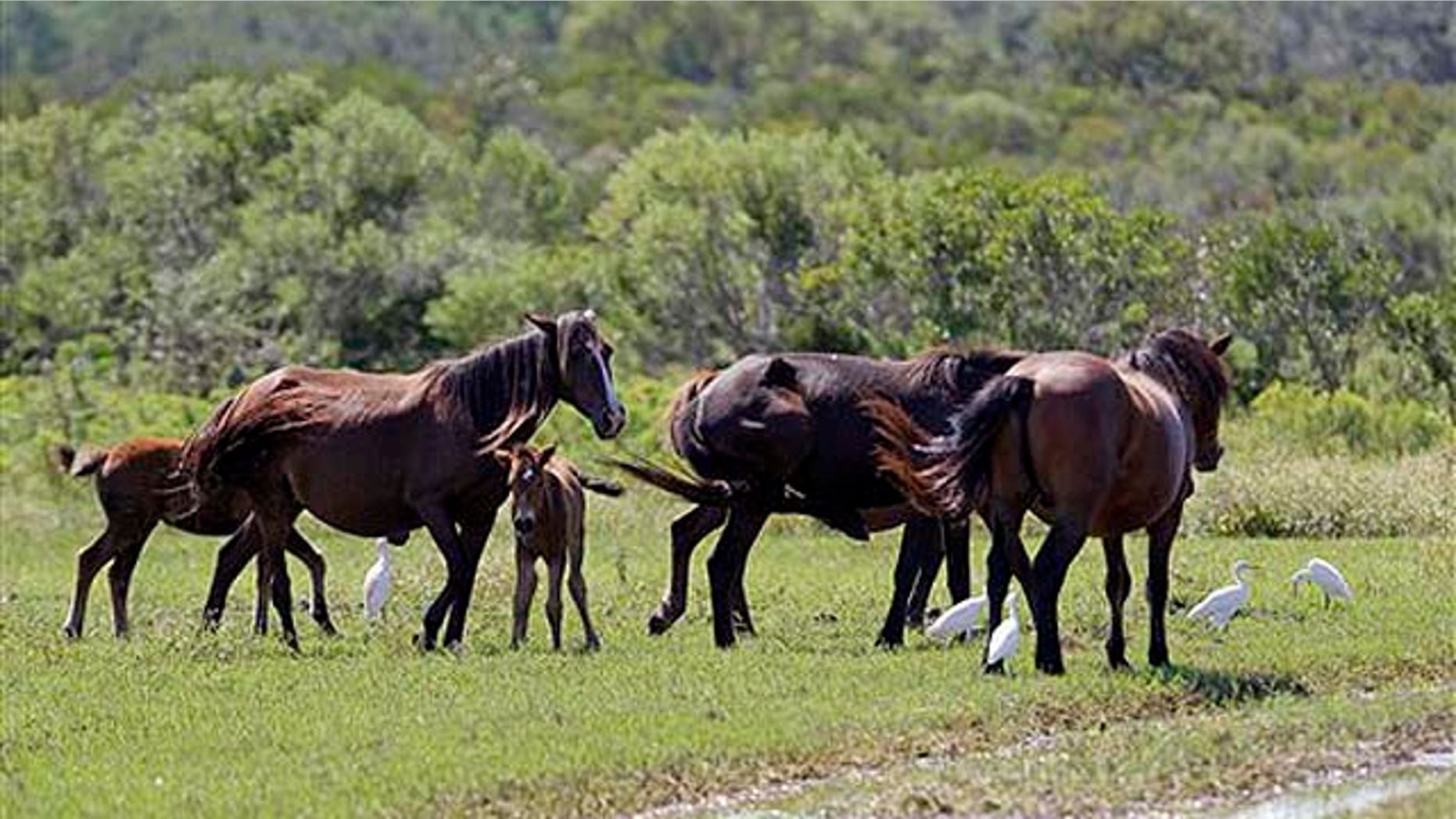 Sept. 14, 2010: Wild horses are seen in a herd in Corolla, N.C.