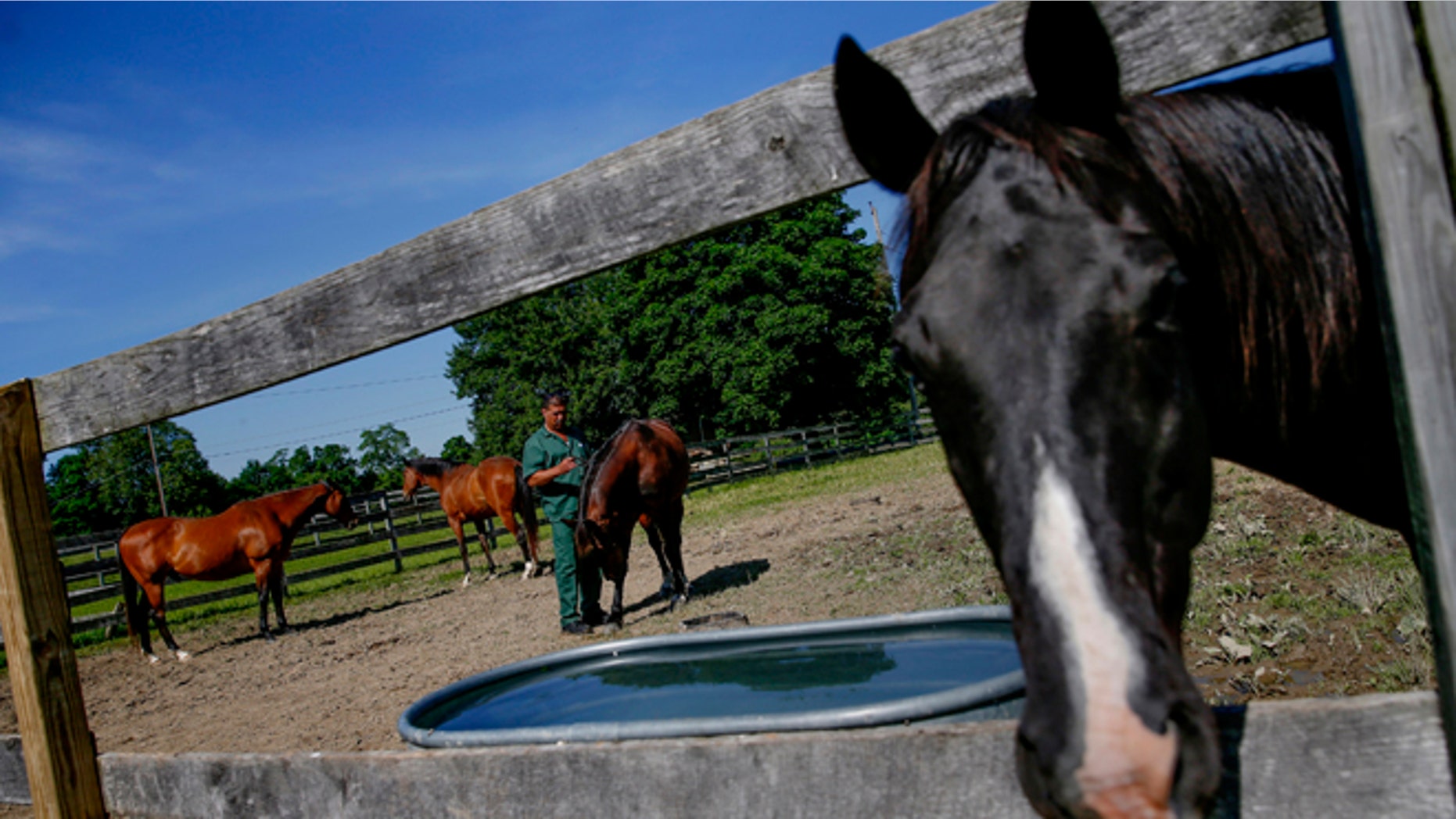 This June 16, 2014 file photo shows horse in Wallkill, New York.
