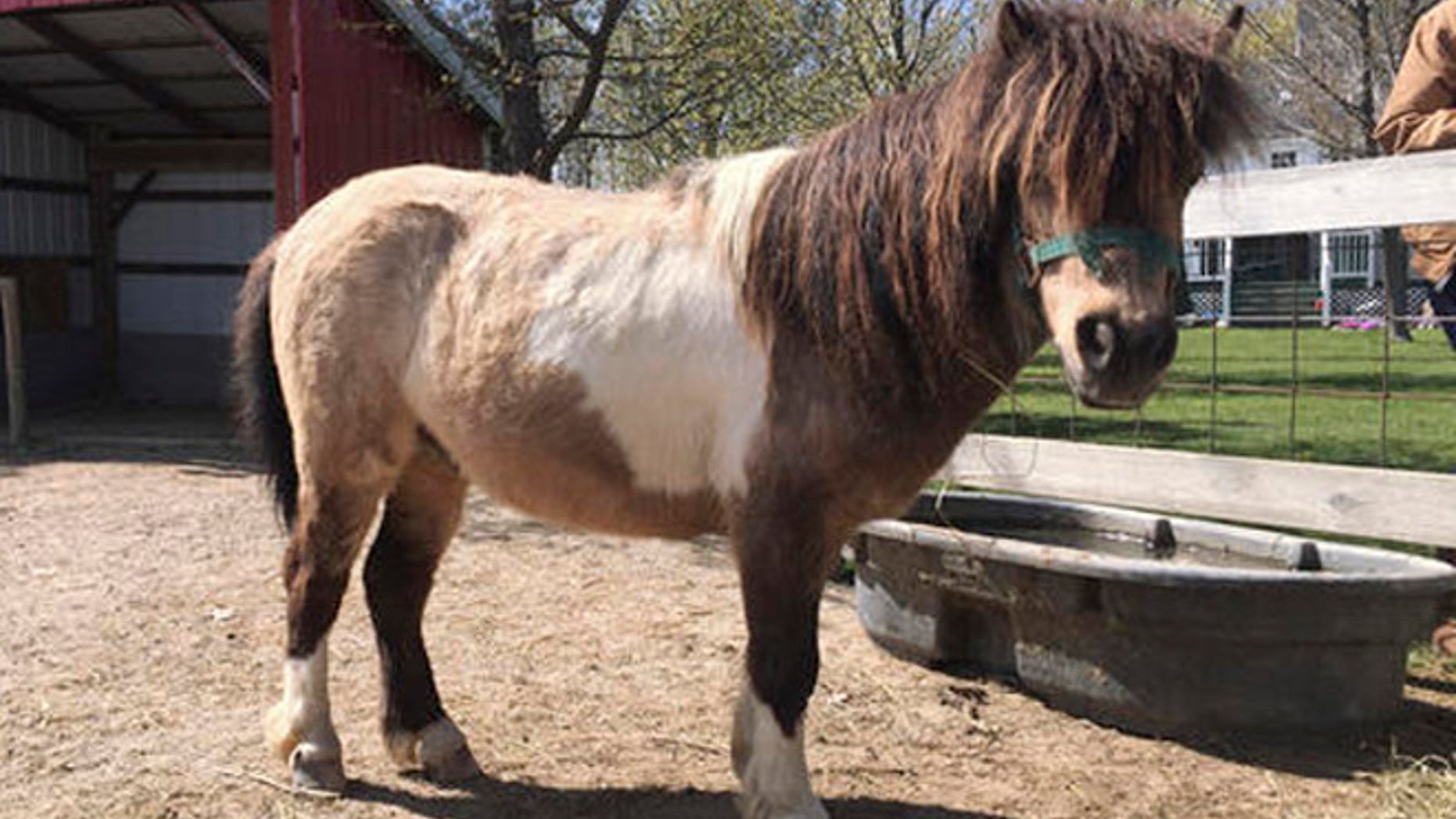 This May 9, 2016 photo, shows Samson, a miniature pony in Kenockee Township, Mich., with his tail cutoff. Two miniature horses were found by their owners Thursday, May 5, 2016 with the hair on their tails hacked off.
