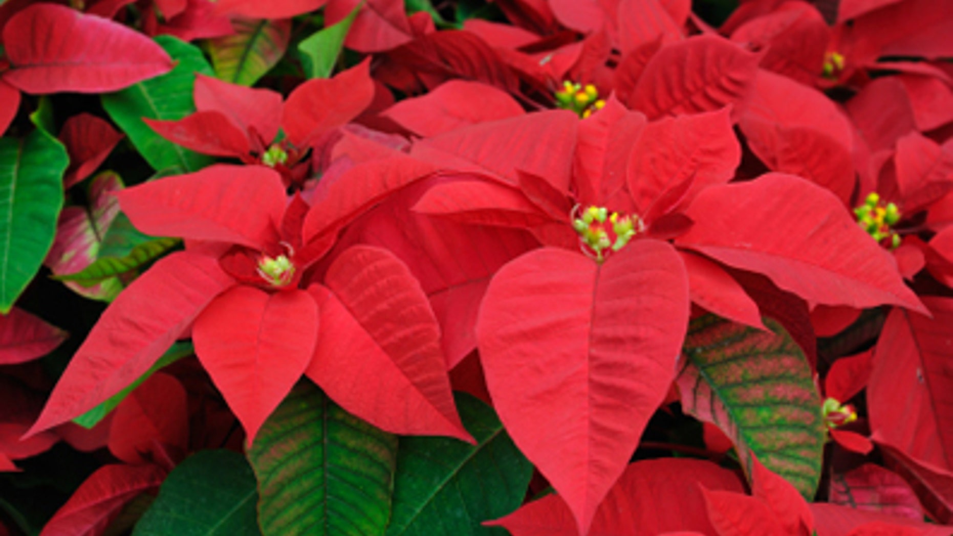 Poinsettias