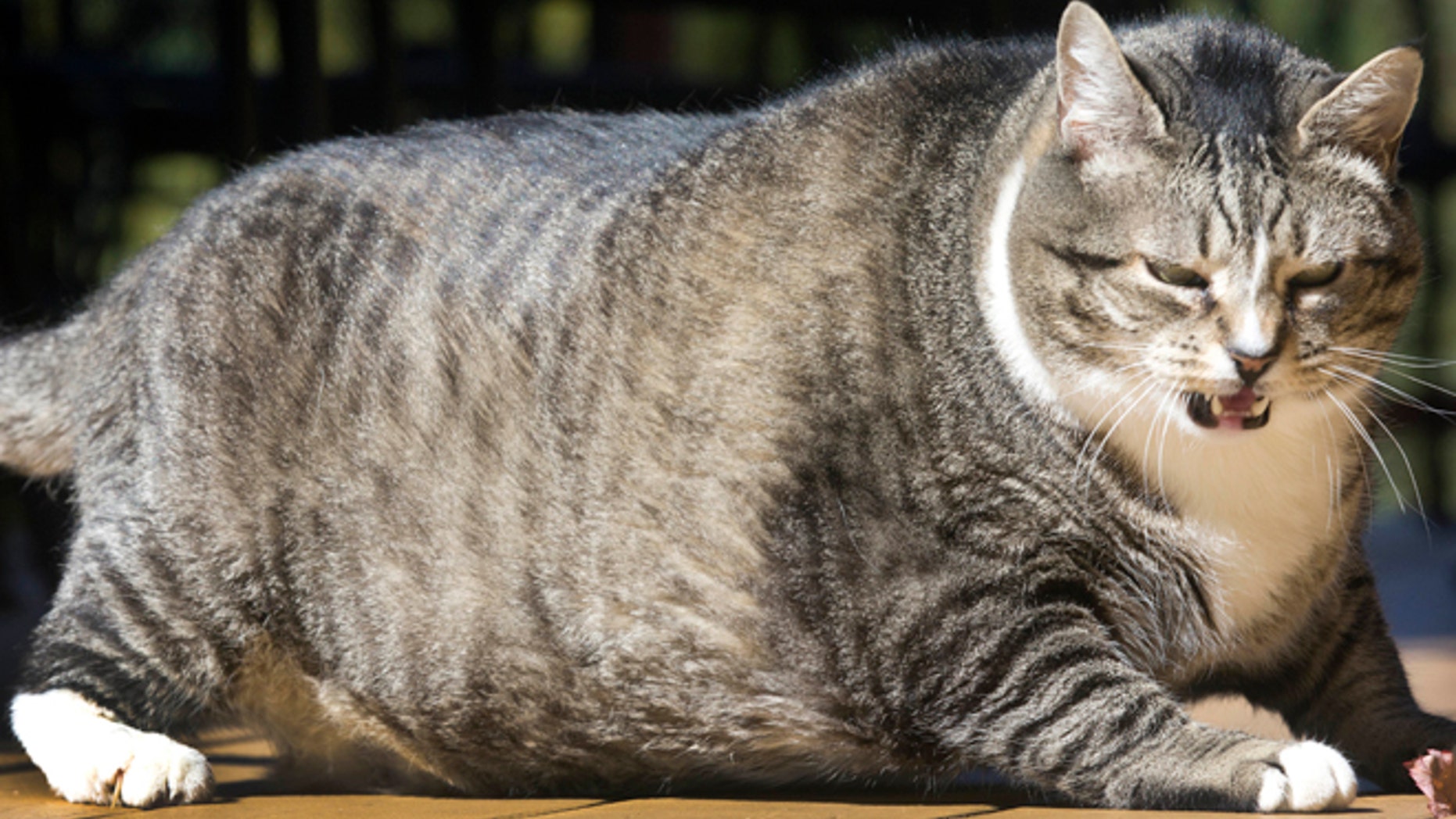 Logan, a 31-pound cat, struggles to get up at the Silver Fox Inn at the Waterville Valley resort Thursday Sept. 29, 2016 in Waterville Valley, N.H. The cat has been winning over guests and recently internet viewers. (AP Photo/Jim Cole)