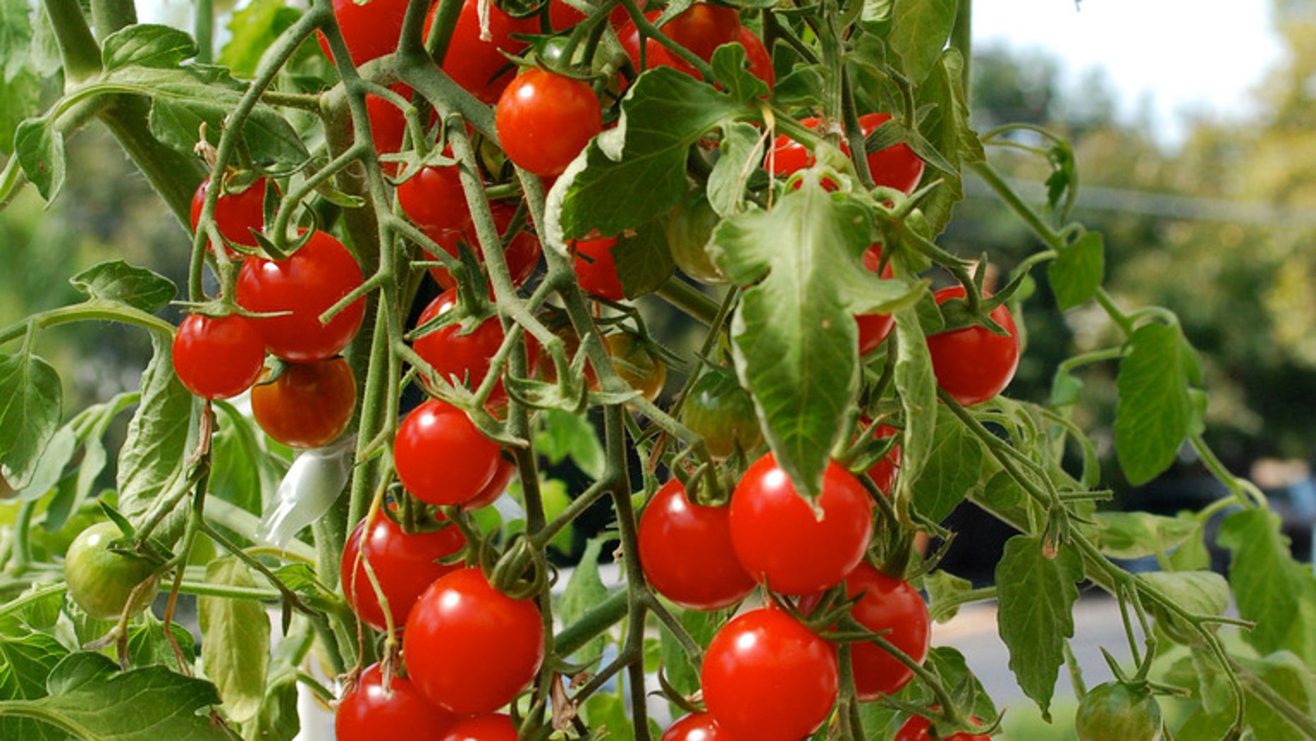 Выращивание помидоров для начинающих. Томат бейби черри. Гибрид томата Ардилес. Мини черри помидоры. Томаты черри на огороде.