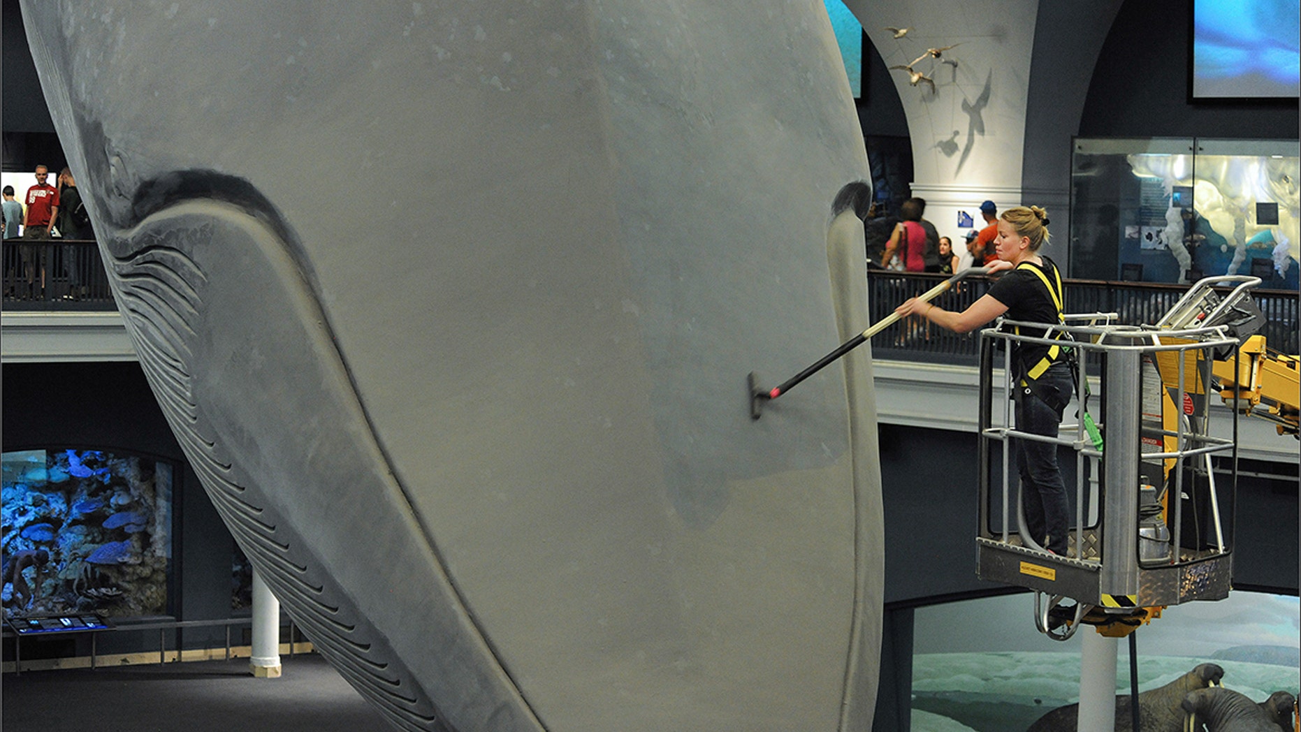 The American Museum of Natural History's blue whale gets its head vacuumed in 2014.