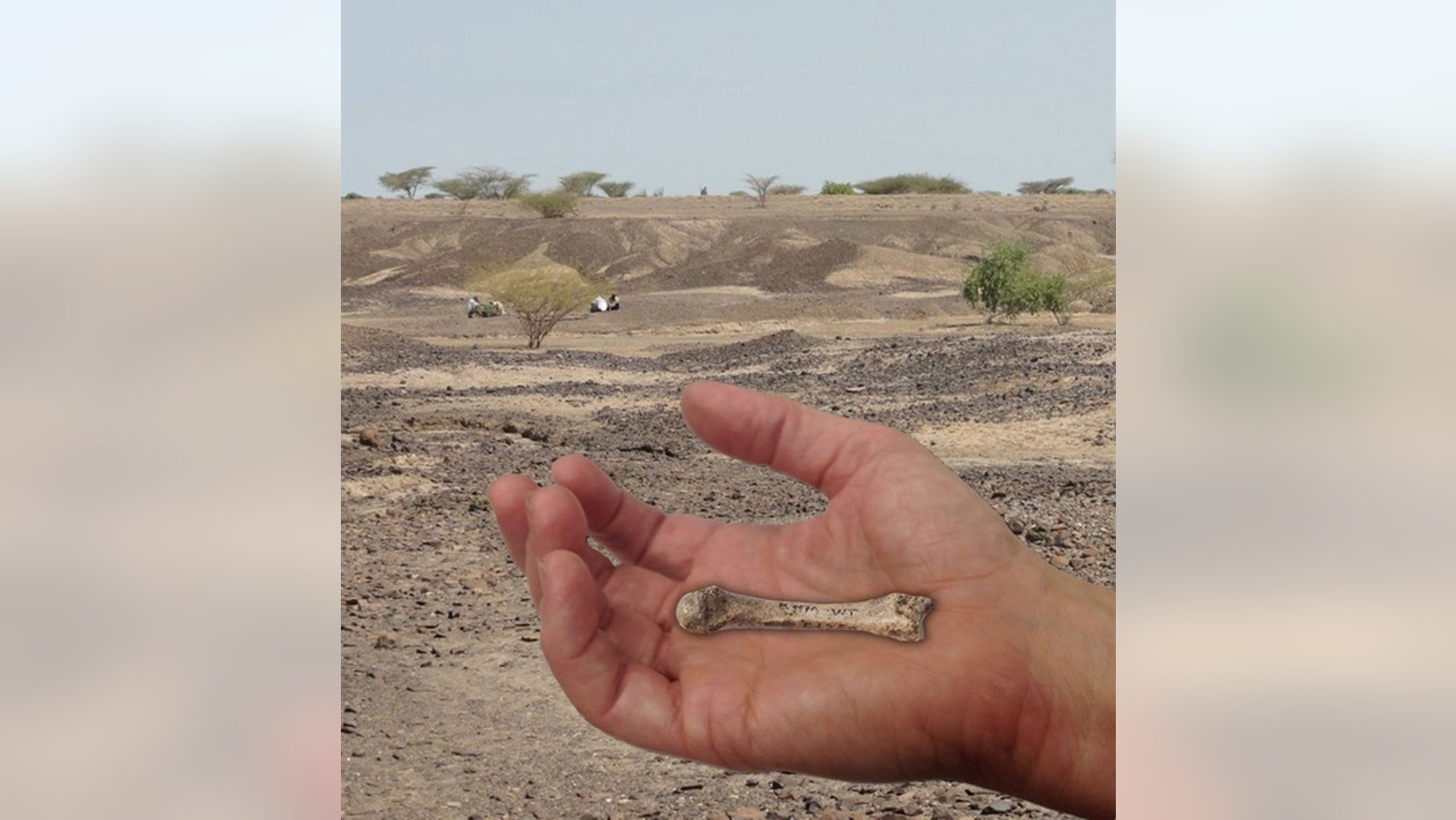 Researchers have discovered a 1.42-million-year-old hand fossil that possesses the styloid process, a vital anatomical feature that allows the hand to lock into the wrist bones, giving humans the ability to make and use complex tools.