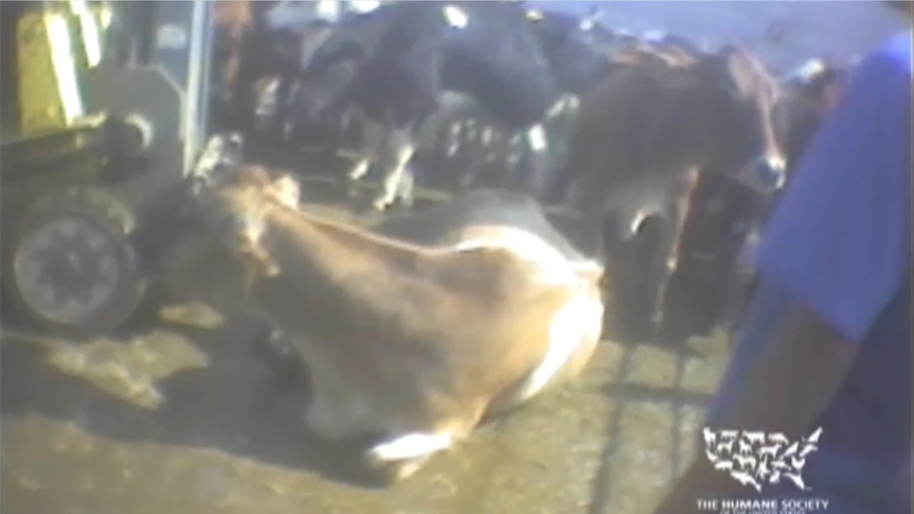 Shown here is an image from an undercover video The Humane Society released showing cattle at a California meatpacking plant.