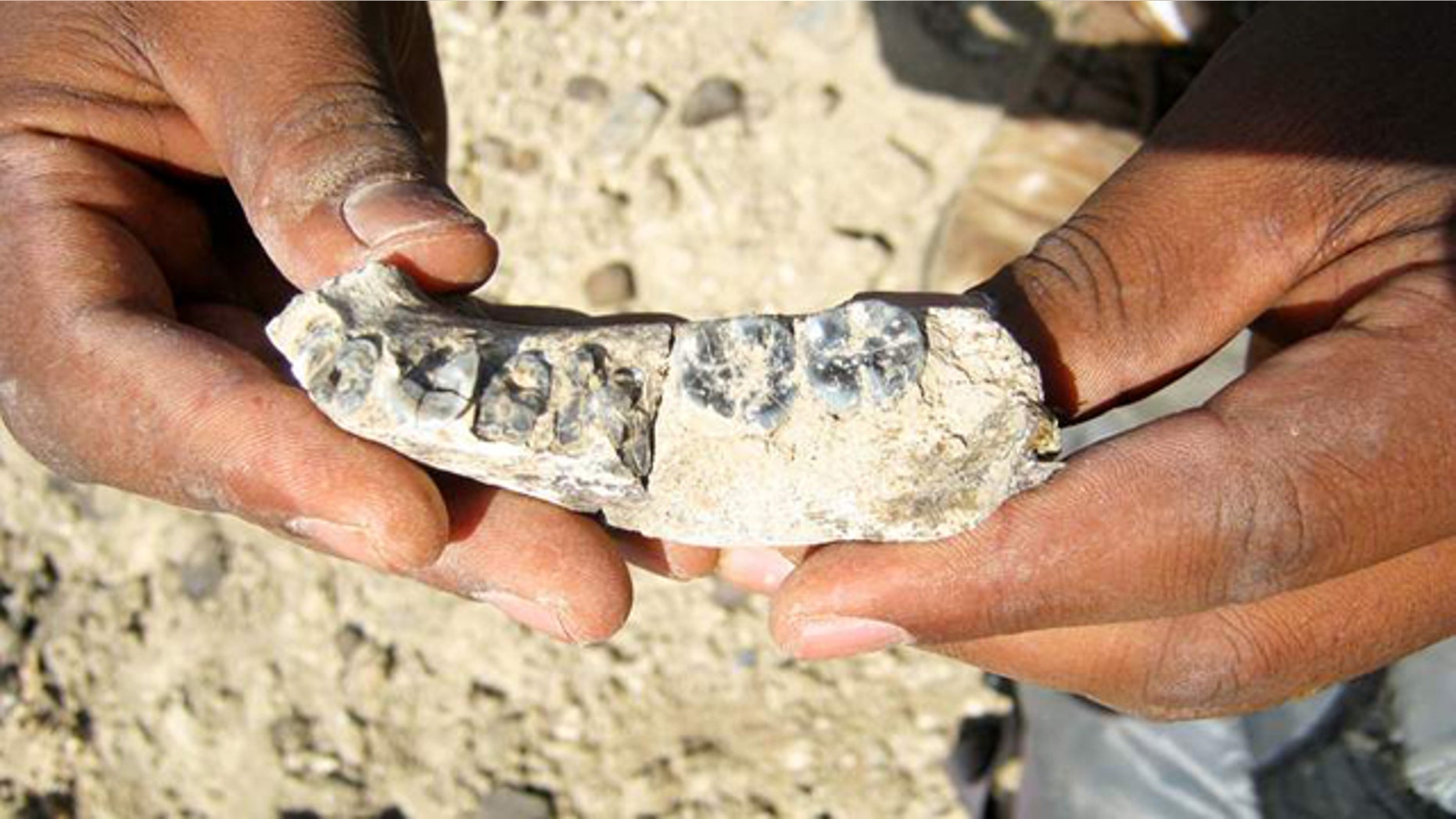 This photo shows a fragment of the jaw bone from an early human estimated to be around 2.8 million years old. (Kaye Reed/Science)