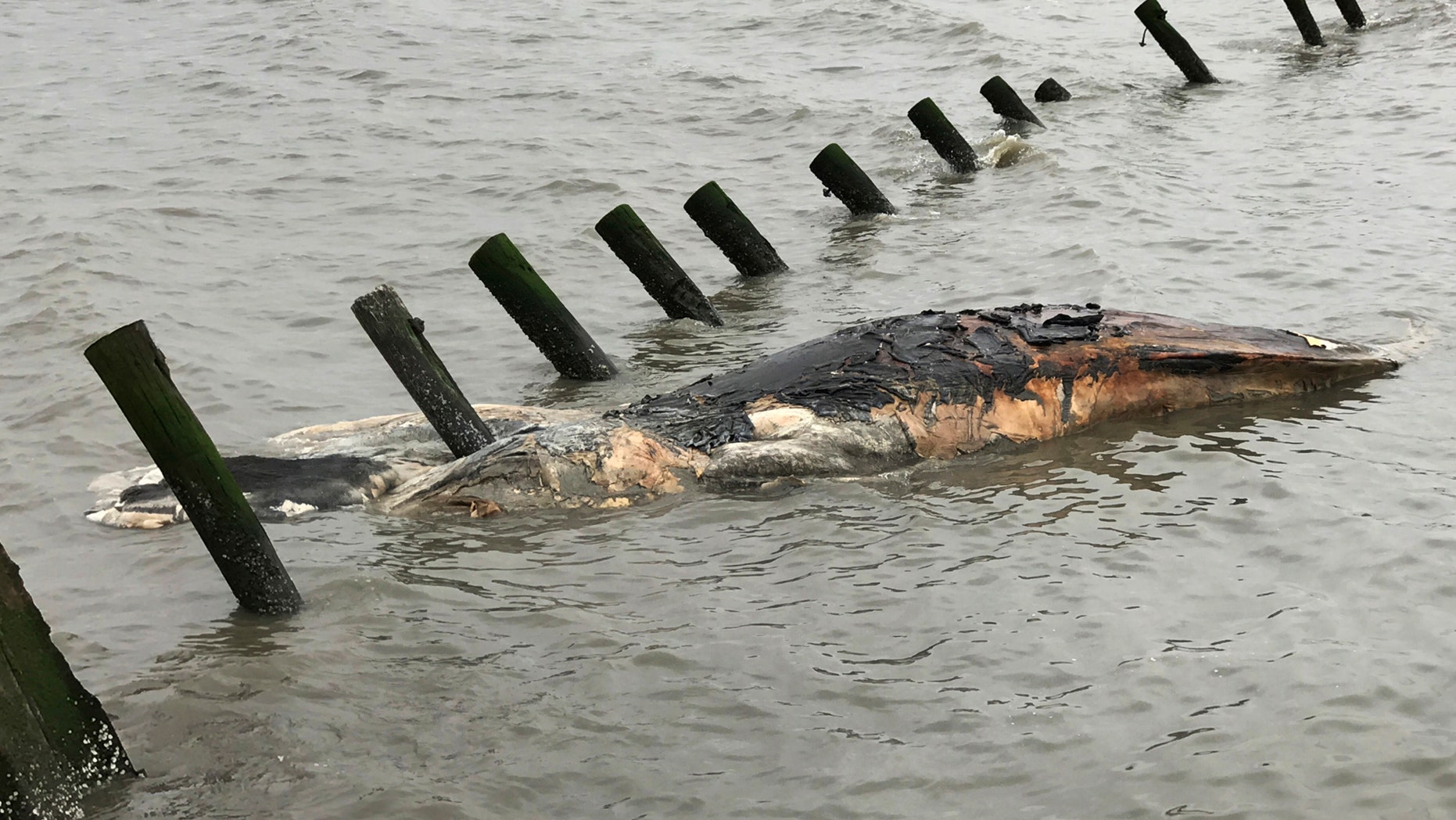 This April 24, 2017 photo provided by MERR Institute, Inc. shows a dead humpback whale at Port Mahon, Del. Federal officials said humpback whales have been dying in unusually large numbers along the Atlantic Coast.