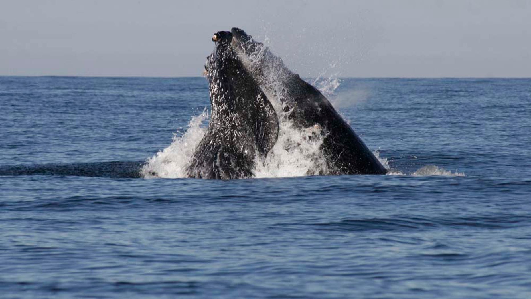 A humpback whale breaches in the waters of the Pacific Ocean near the Mexican resort city of Mazatlan, Mexico Wednesday Jan. 11, 2011. Every year the whales pass through these waters from the Eastern North Pacific to central Mexico, Baja California and even Central America for calving. (AP Photo/Christiann Davis)