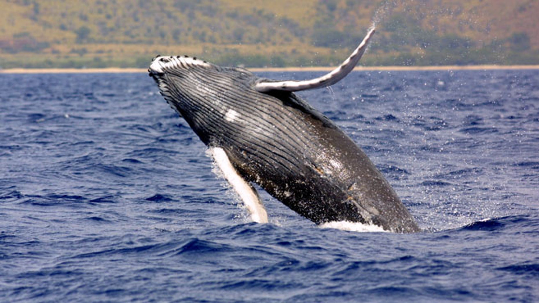 Search is on for 'world's loneliest whale' never seen, only heard | Fox