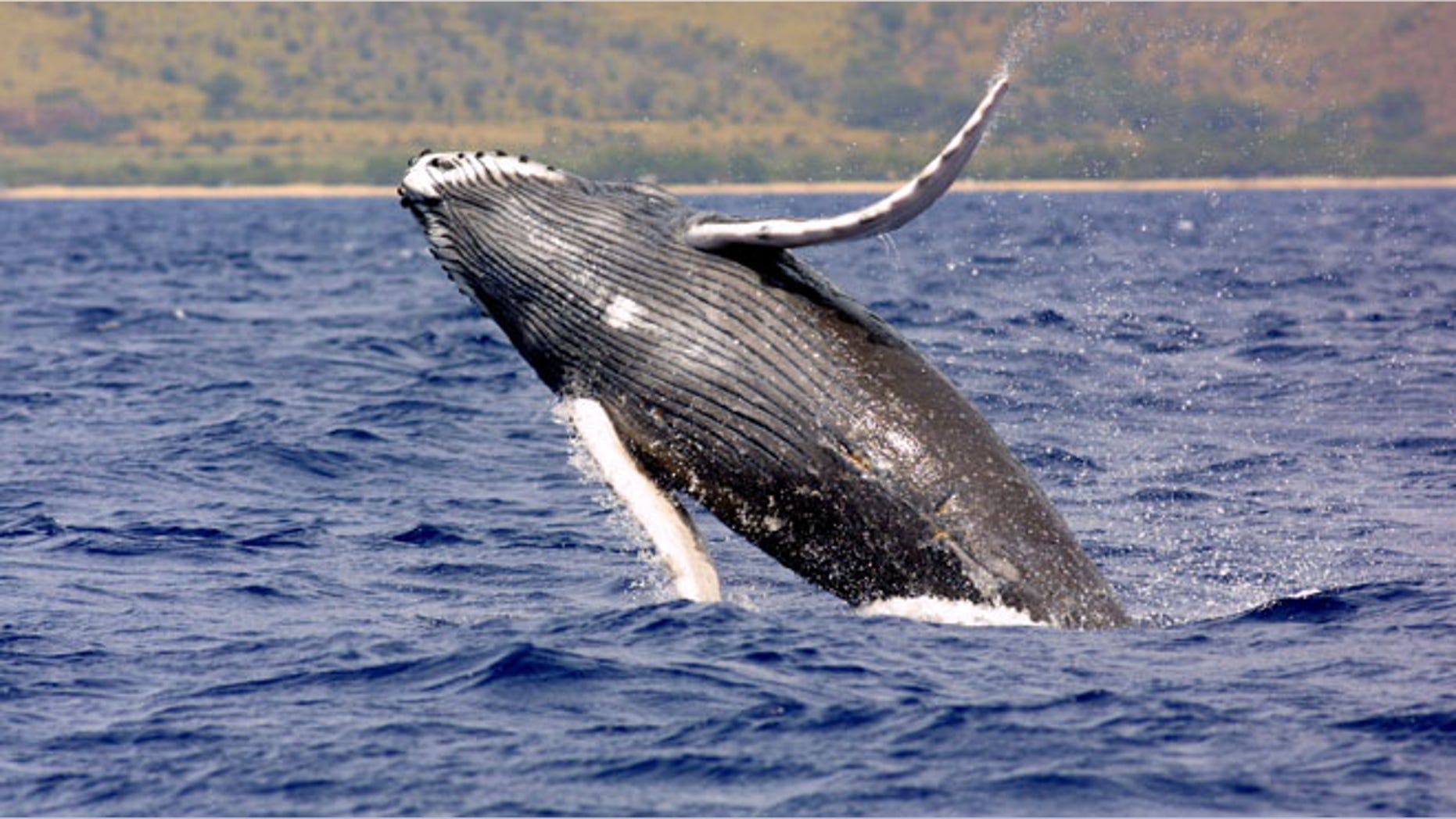 A picture of a Humpback Whale. A team of scientists and documentary filmmakers will start their search for the 'world's loneliest whale' this fall.