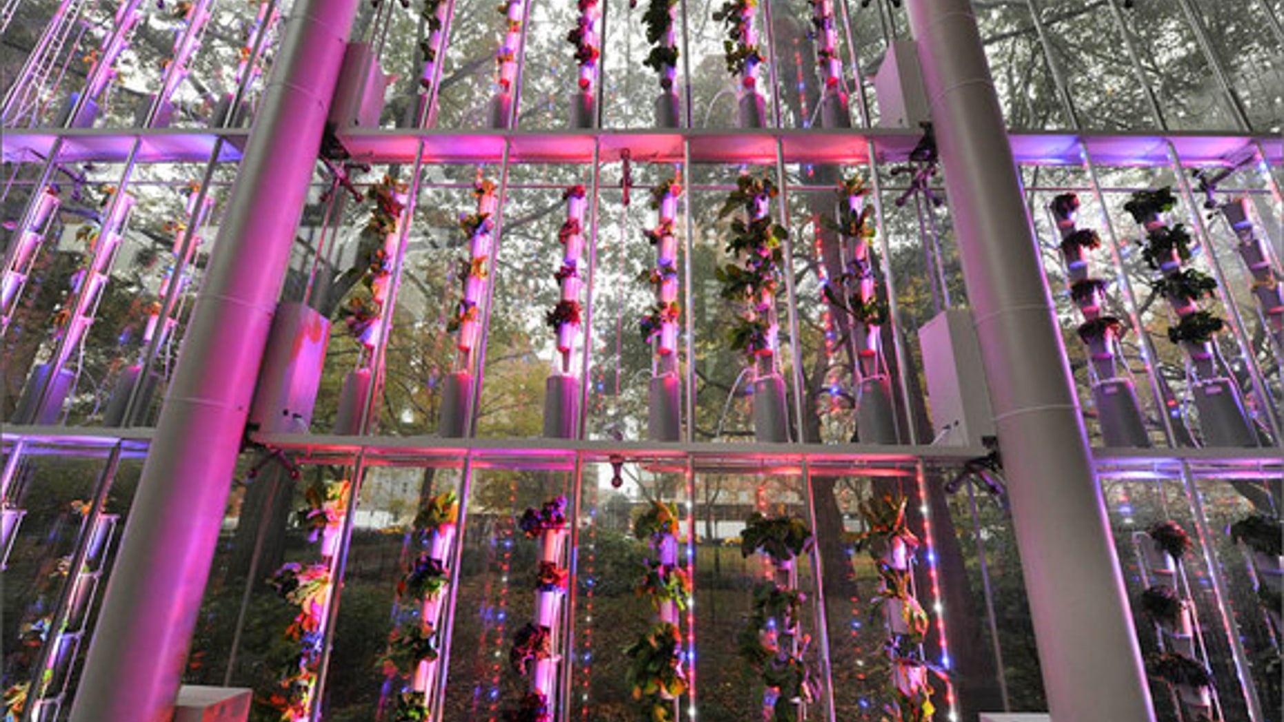 An 18-foot-tall hydroponic vertical plant growing system has been installed at the American Museum of Natural History in New York, in honor of the new exhibition "Our Global Kitchen: Food, Nature, Culture," opening Nov. 17.