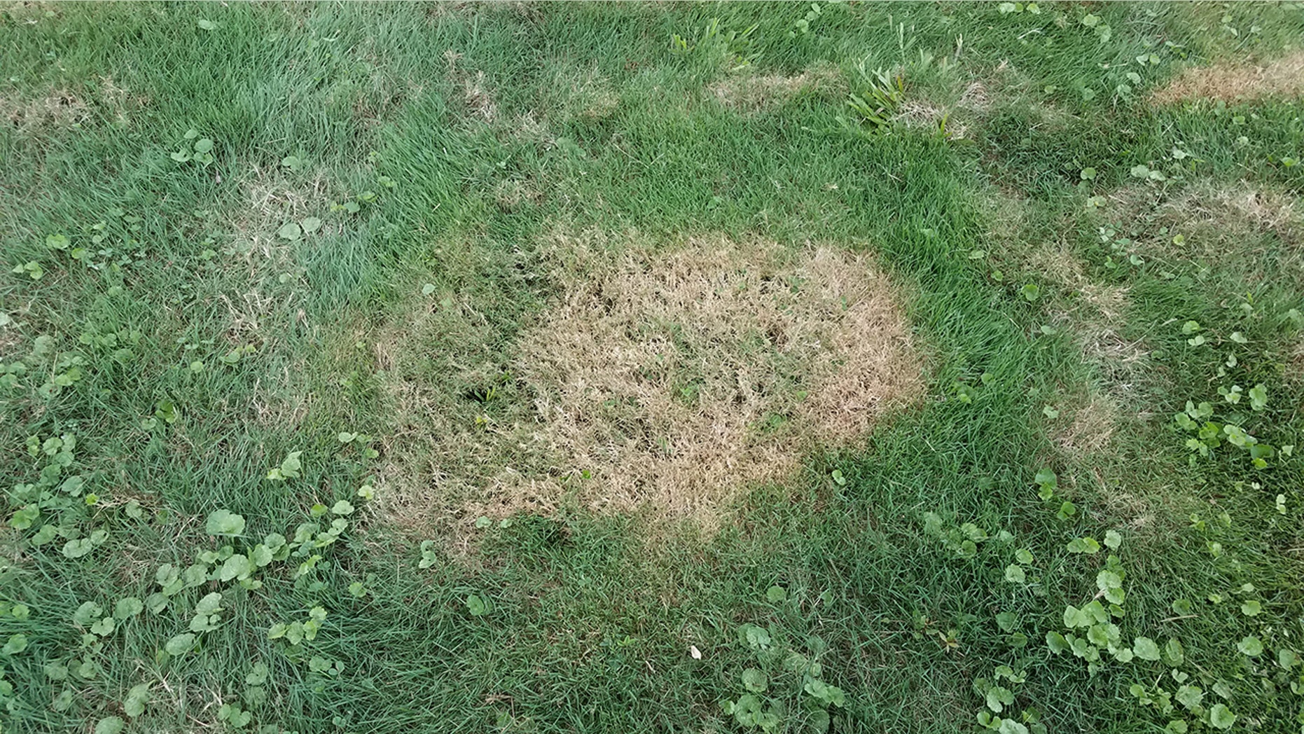 We're all thinking it: Your lawn needs help.