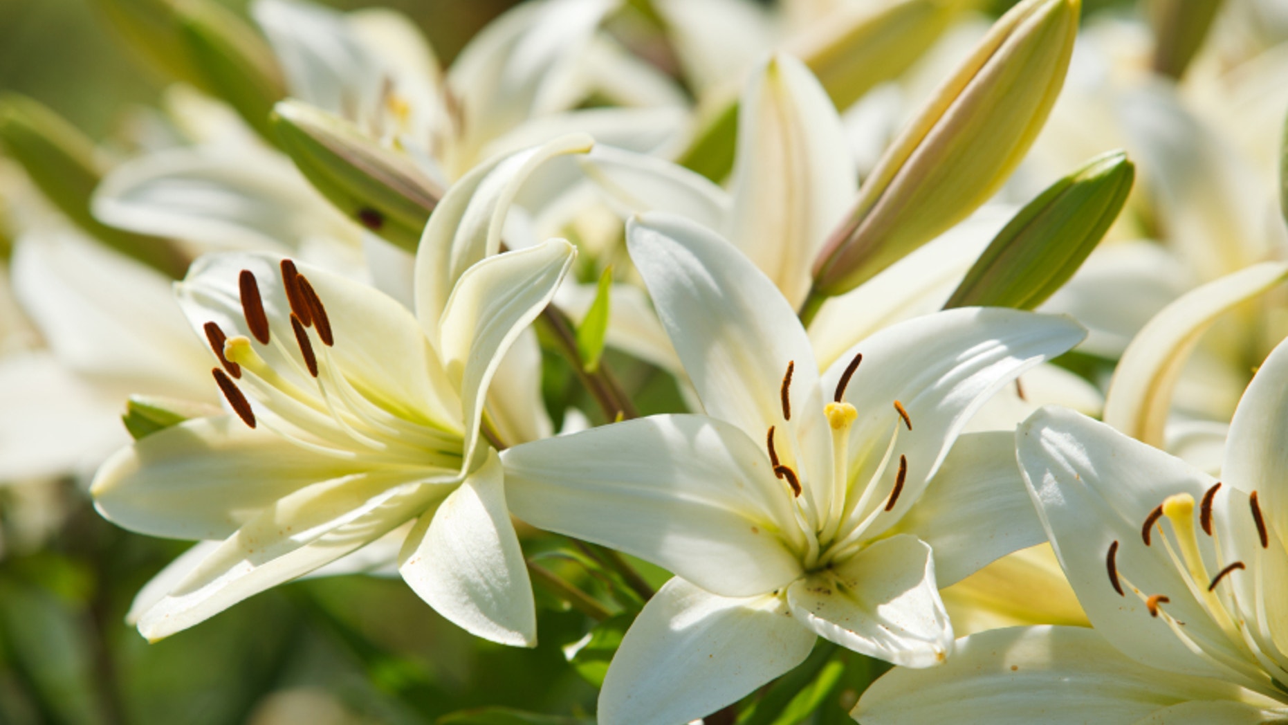 White lilies in a garden