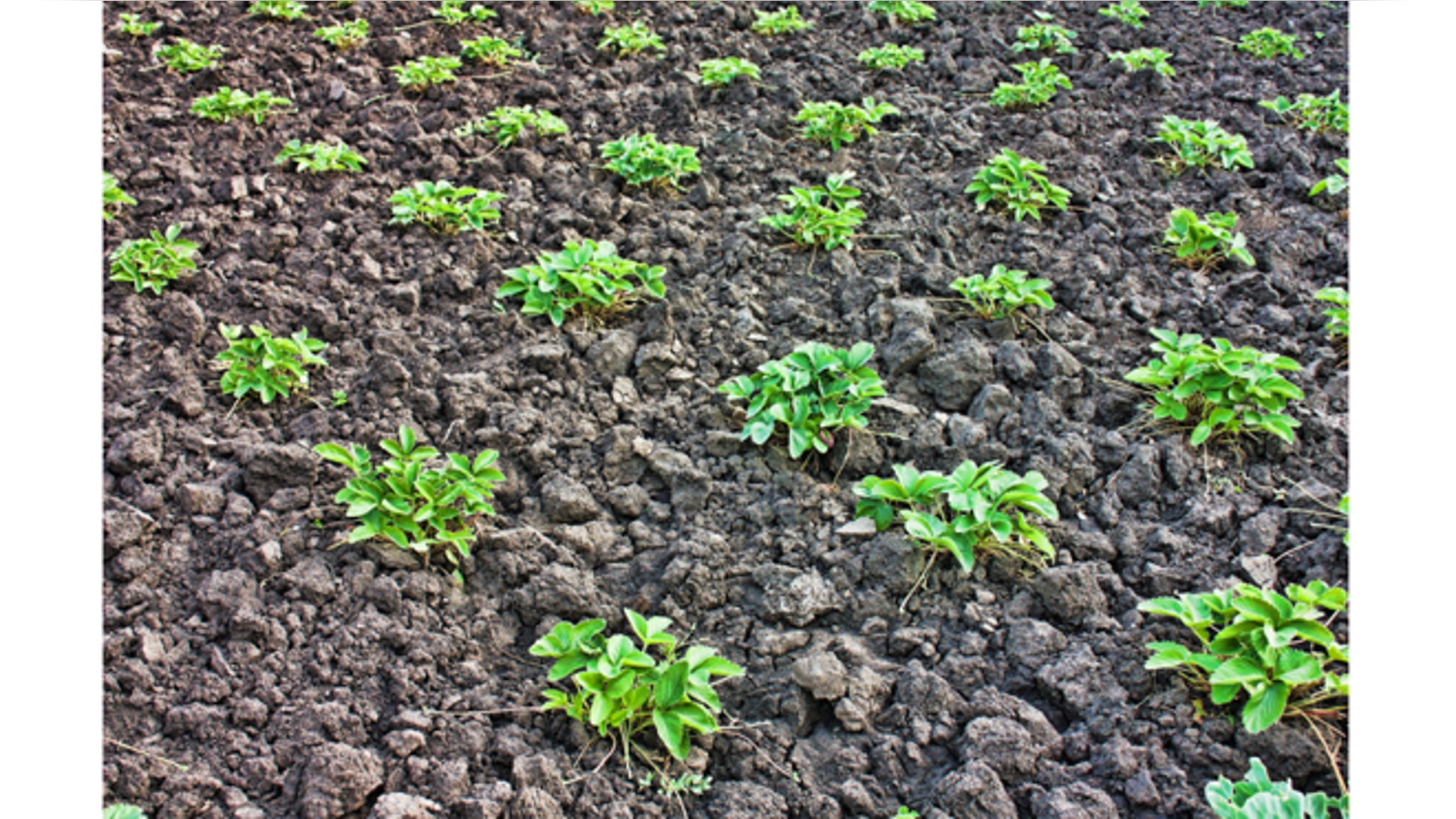 beds in the garden with strawberry bush